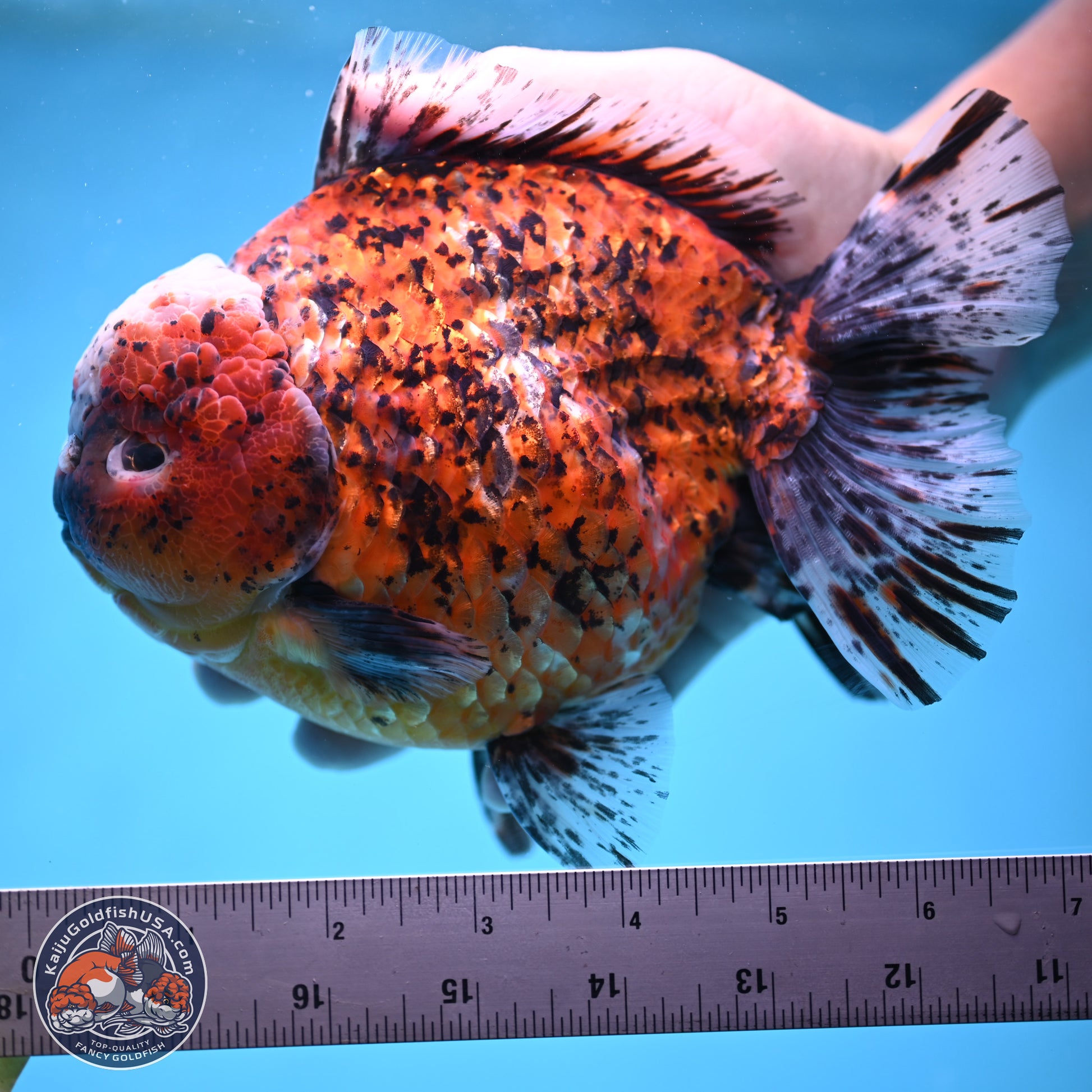 Super Jumbo Shogun Godzilla Oranda 7 inches - Male (241115_OR20) - Kaiju Goldfish USA