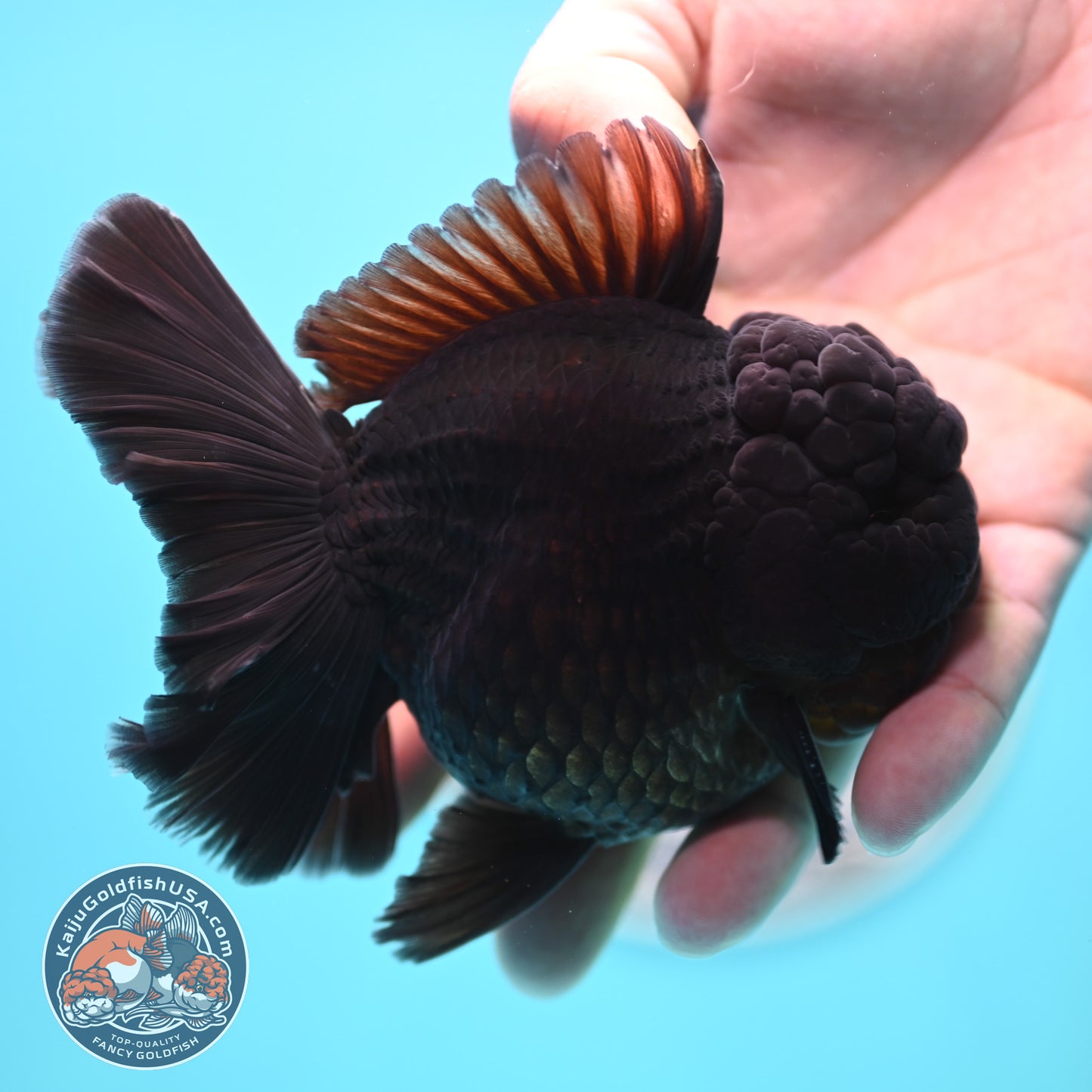 Jet Black Rose Tail Oranda 3.75 inches Body (250502_OR20)