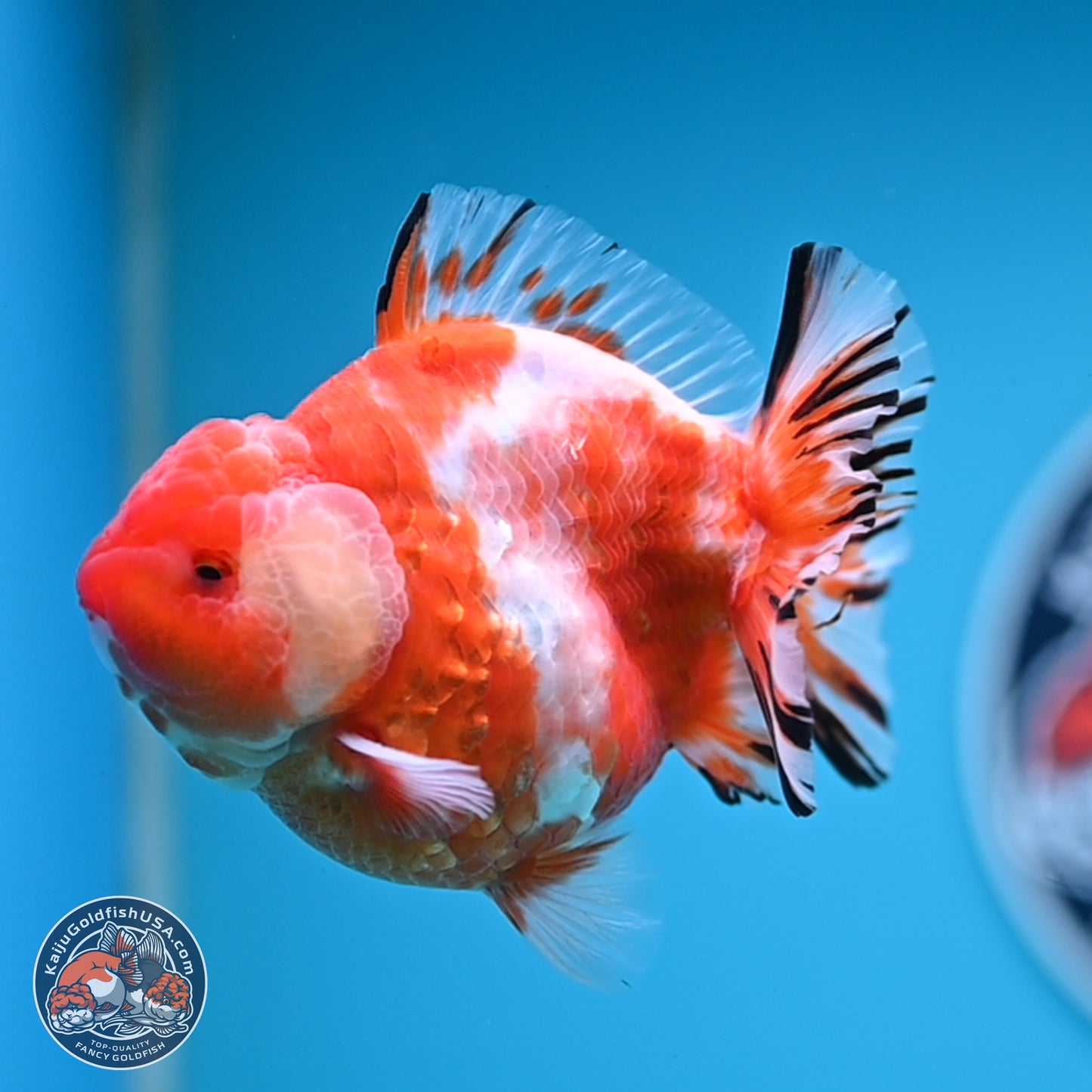 Shogun Sakura Oranda 4 inches Body - Male (250131_OR20)