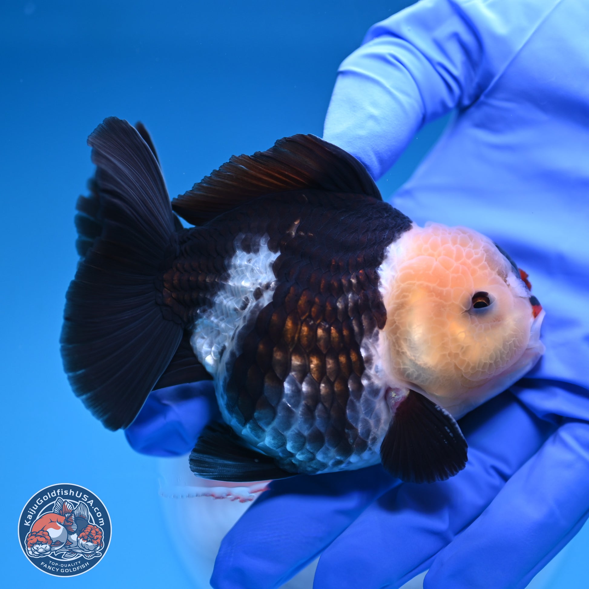 Tricolor YuanBao Oranda 3.5 inches Body - Male (241227_OR20) - Kaiju Goldfish USA