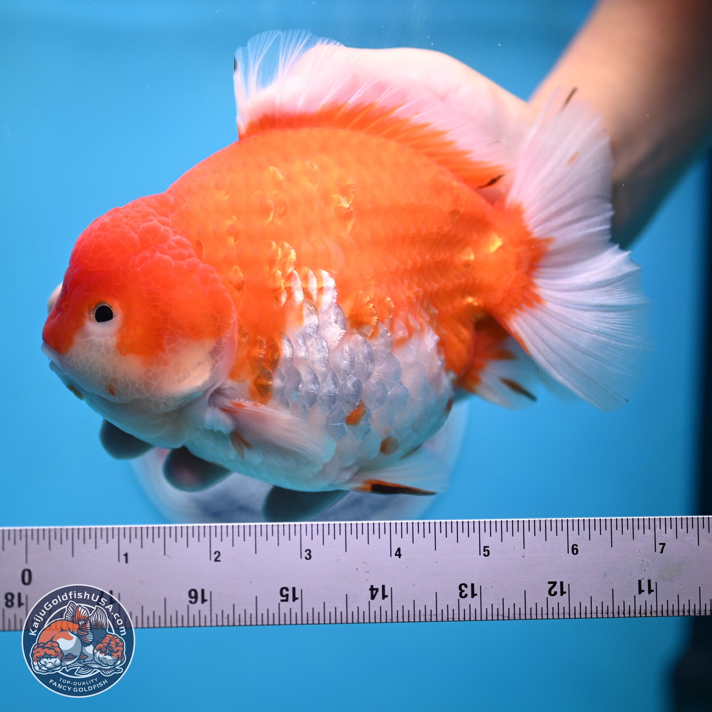 Jumbo Shogun Godzilla Sakura Oranda 6-7 inches (241004_OR20) - Kaiju Goldfish USA