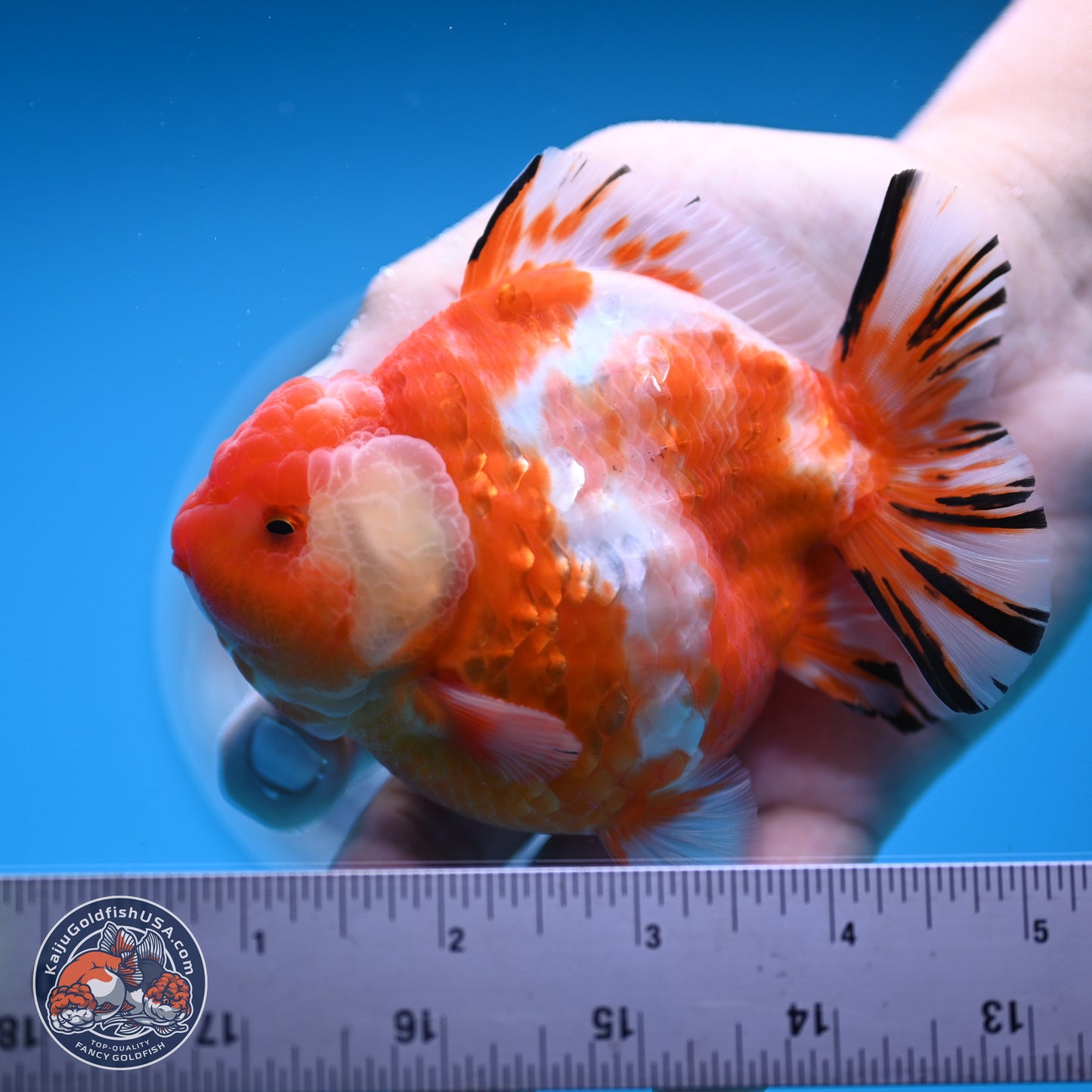 Shogun Sakura Oranda 4 inches Body - Male (250131_OR20)