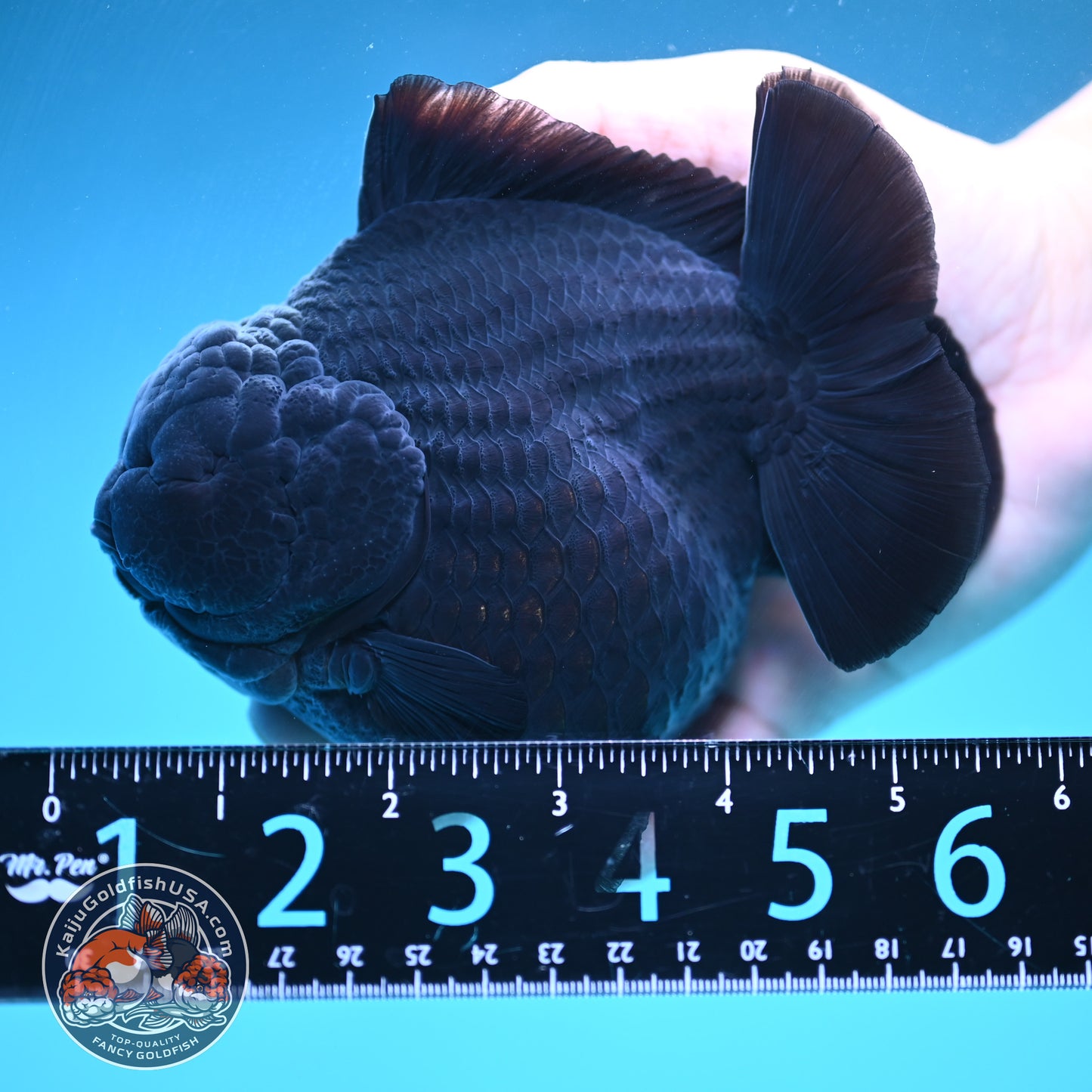 Show Grade Jumbo Shogun Godzilla Jet Black Oranda inch Body (250822_OR20)