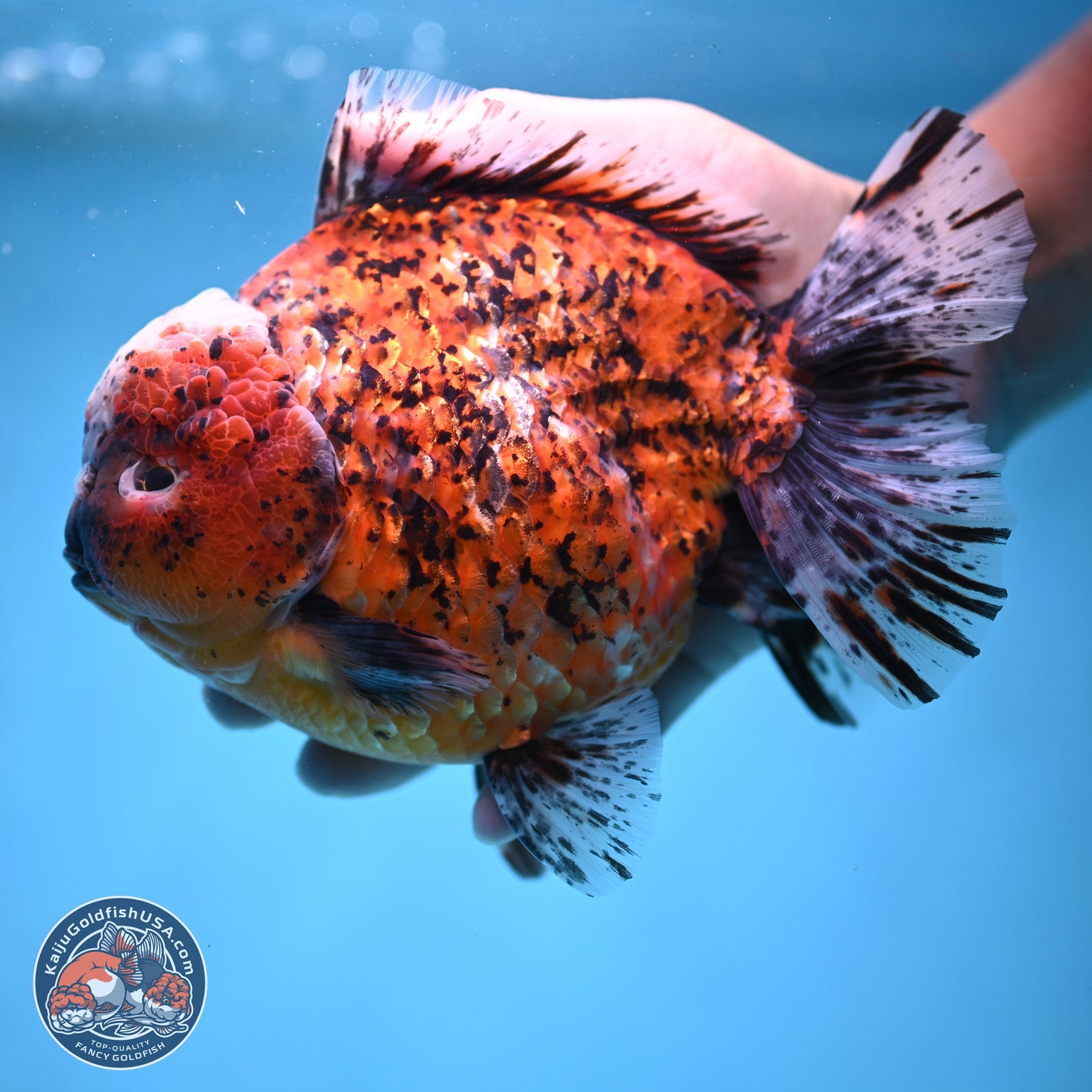 Super Jumbo Shogun Godzilla Oranda 7 inches - Male (241115_OR20) - Kaiju Goldfish USA