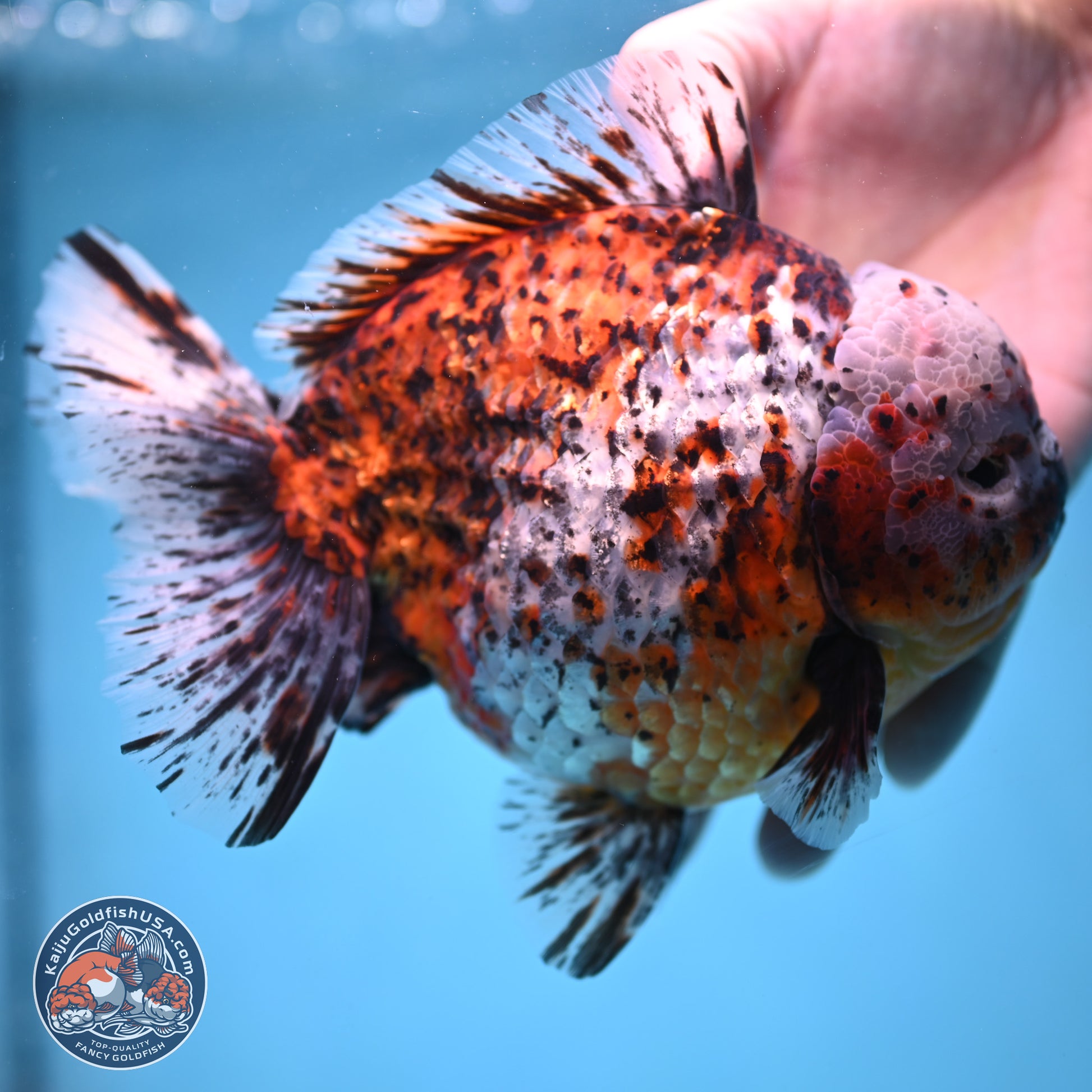 Super Jumbo Shogun Godzilla Oranda 7 inches - Male (241115_OR20) - Kaiju Goldfish USA