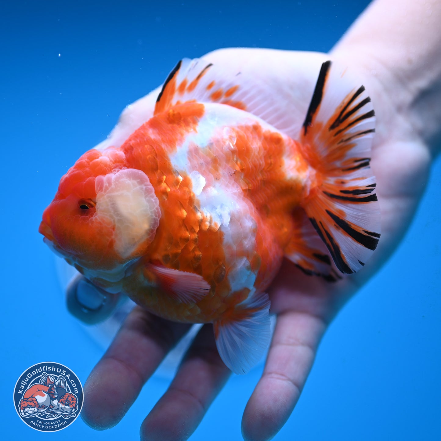 Shogun Sakura Oranda 4 inches Body - Male (250131_OR20)