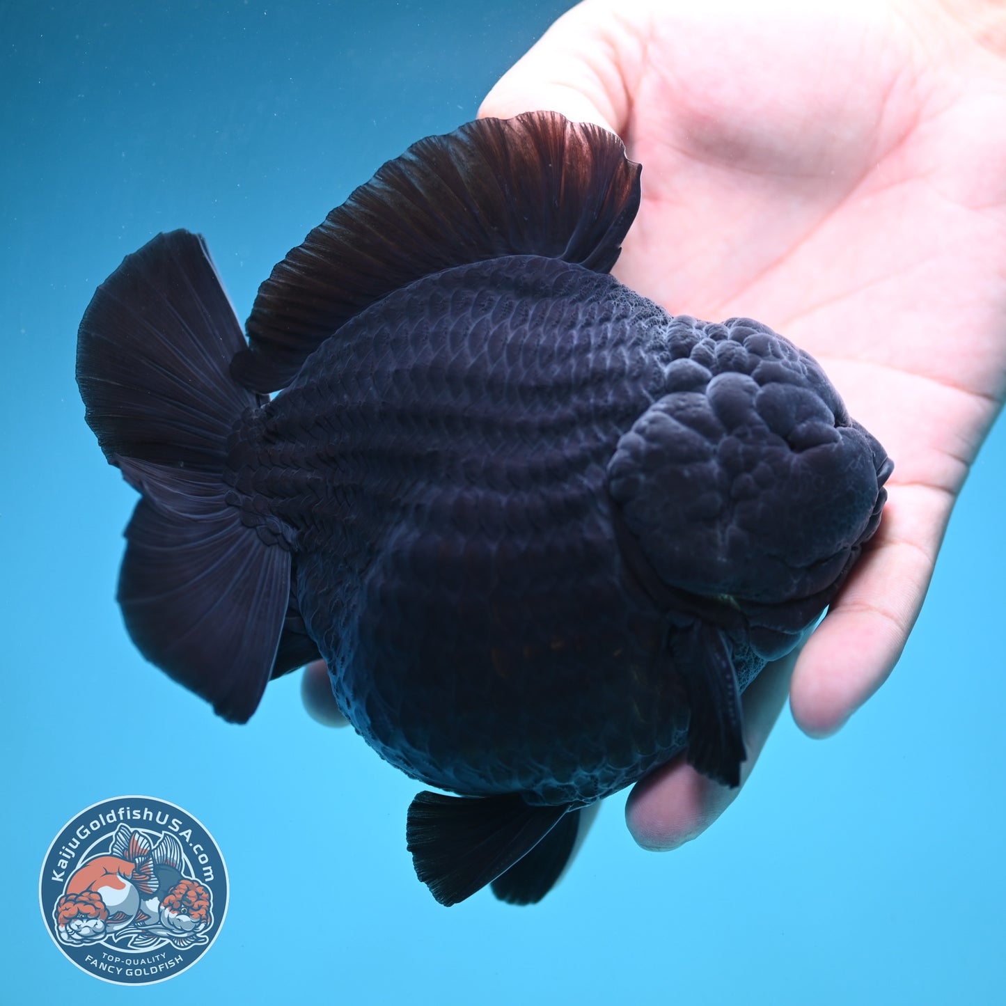 Show Grade Jumbo Shogun Godzilla Jet Black Oranda inch Body (250822_OR20)