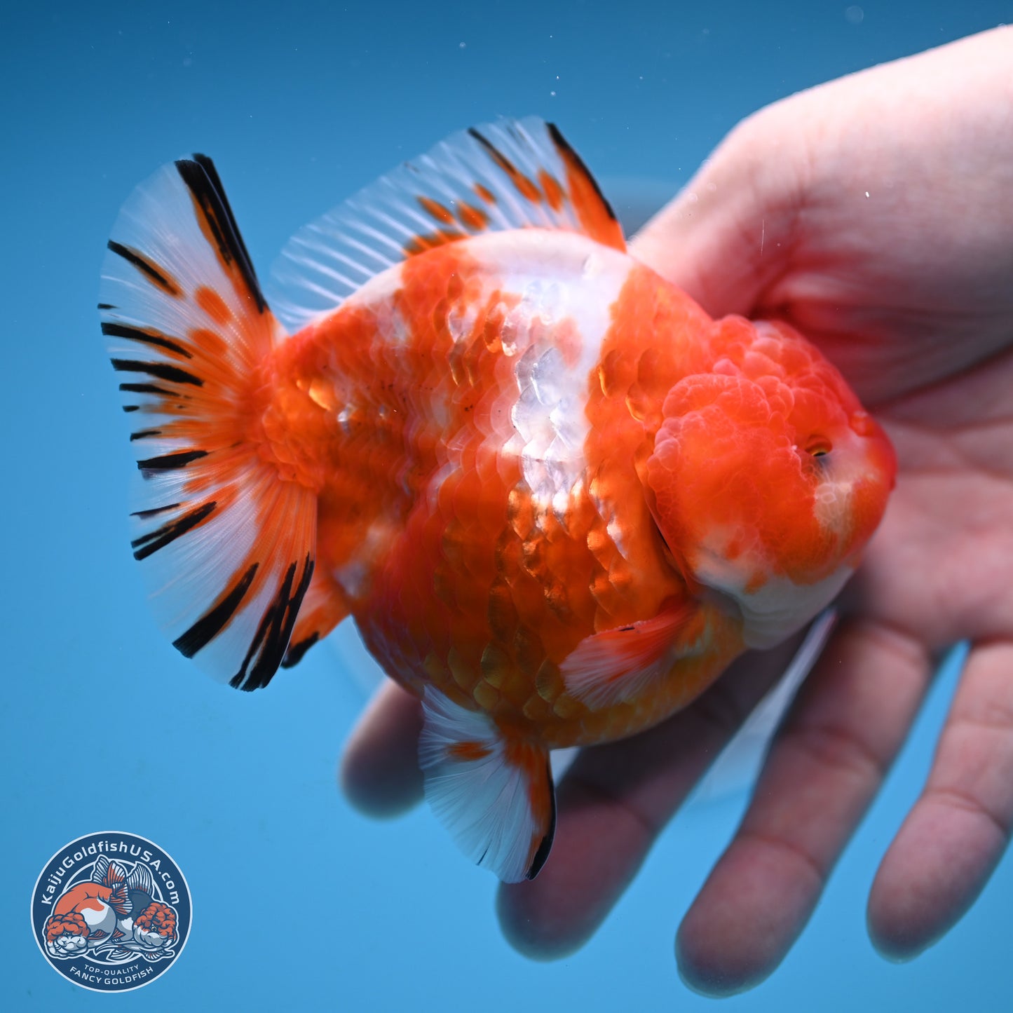 Shogun Sakura Oranda 4 inches Body - Male (250131_OR20)