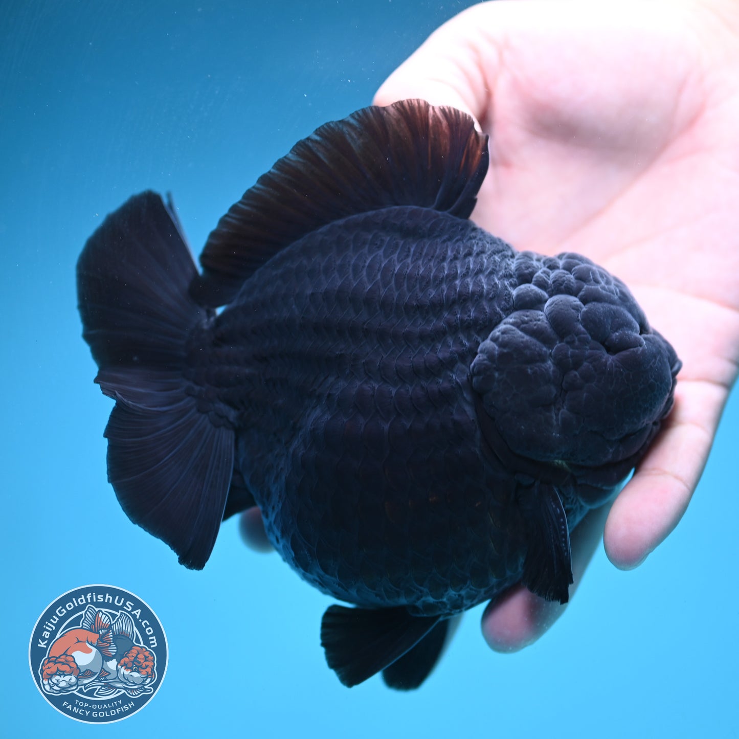 Show Grade Jumbo Shogun Godzilla Jet Black Oranda inch Body (250822_OR20)