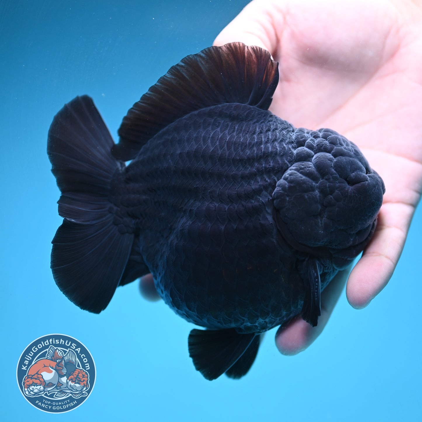 Show Grade Jumbo Shogun Godzilla Jet Black Oranda inch Body (250822_OR20)