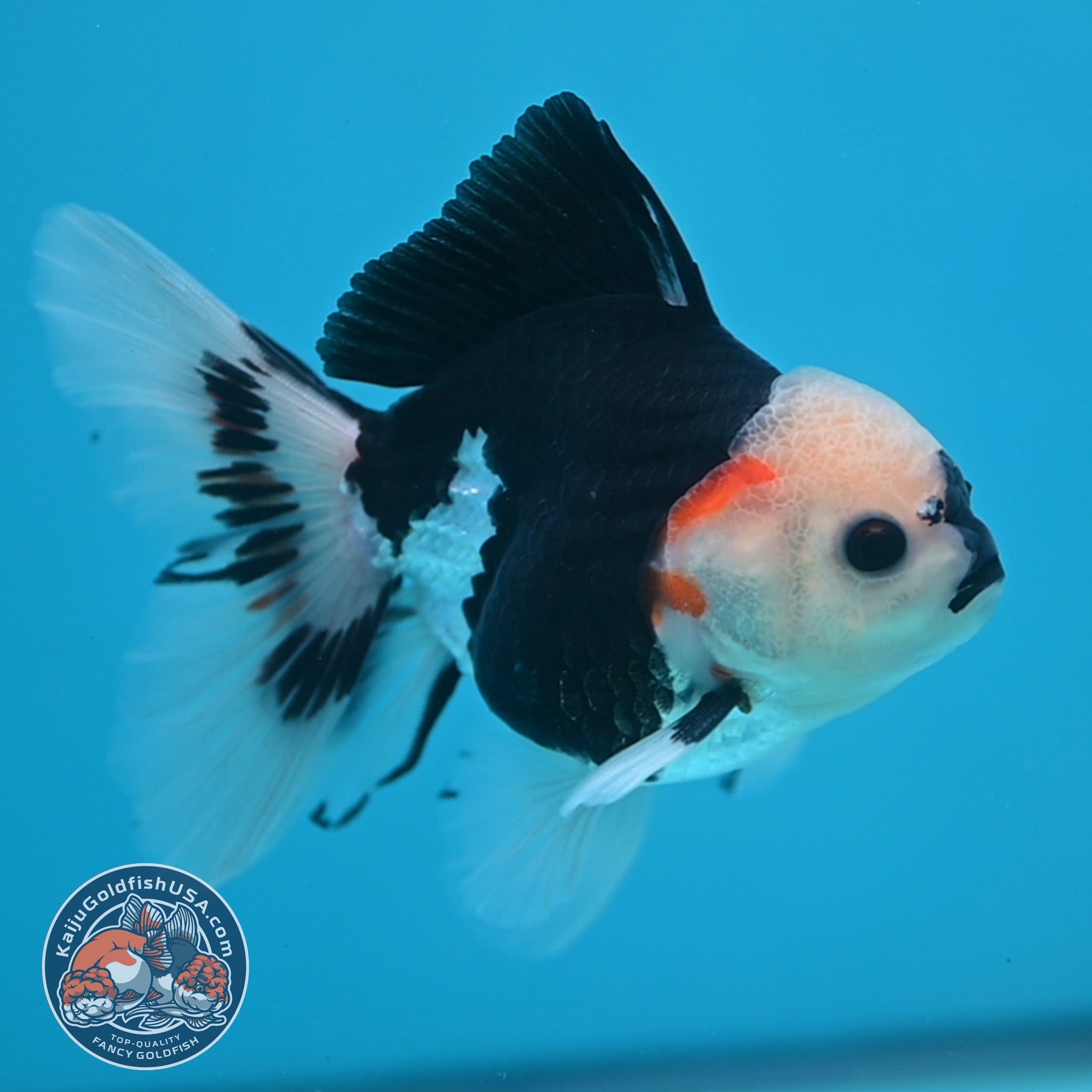 3 Inch Goldfish Tricolor Oranda 3 inch Body (250613_OR20) – Kaiju Goldfish USA