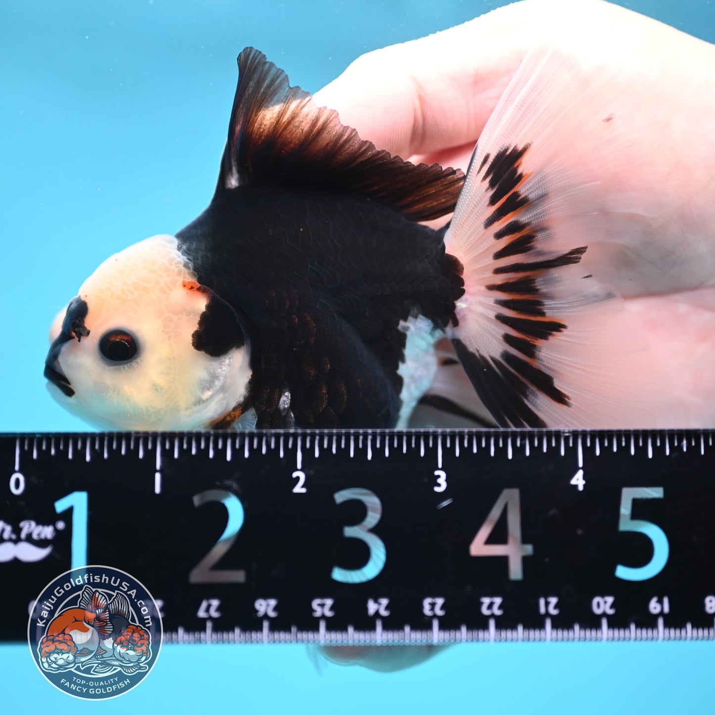 Tricolor Oranda 3 inch Body (250613_OR20)