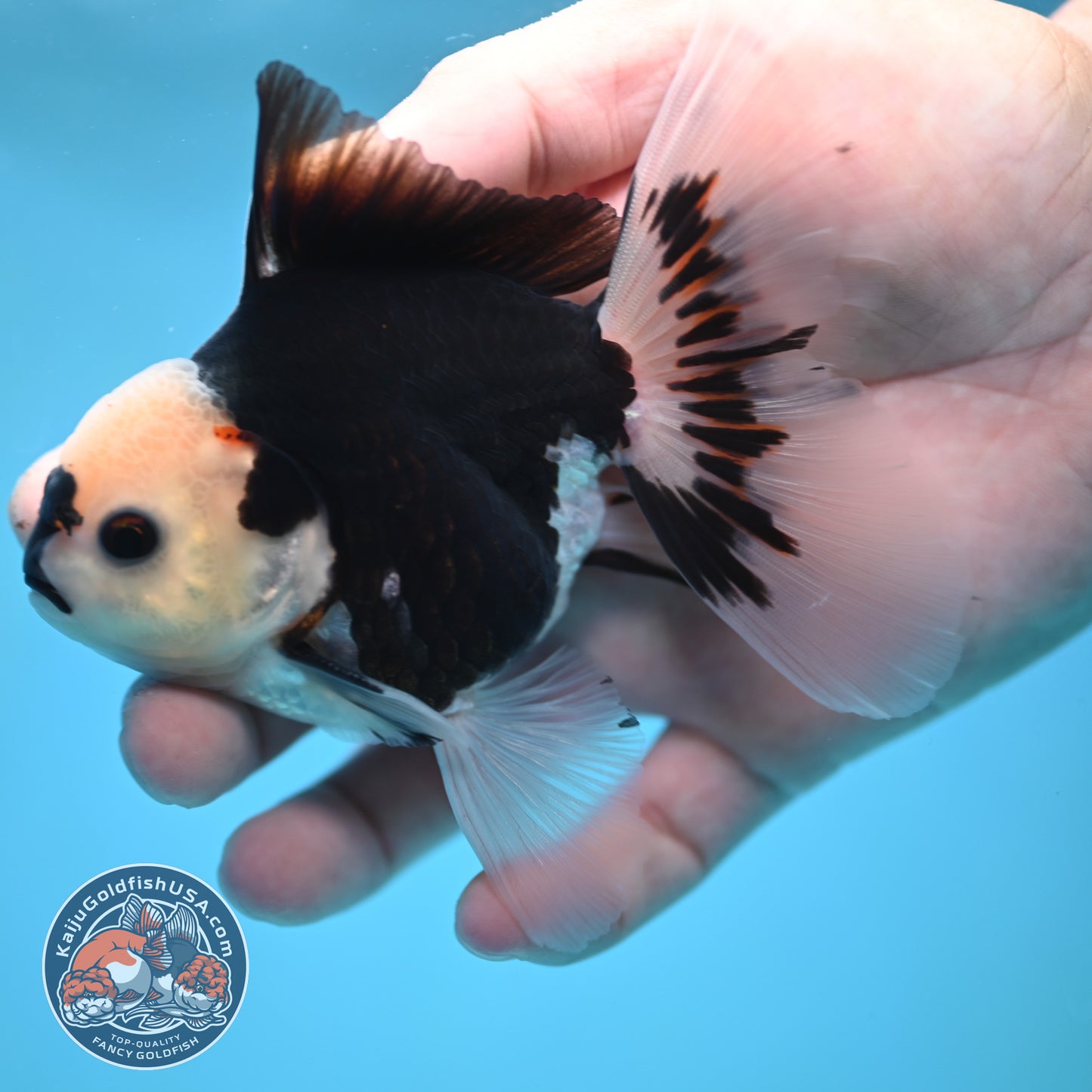 Tricolor Oranda 3 inch Body (250613_OR20)