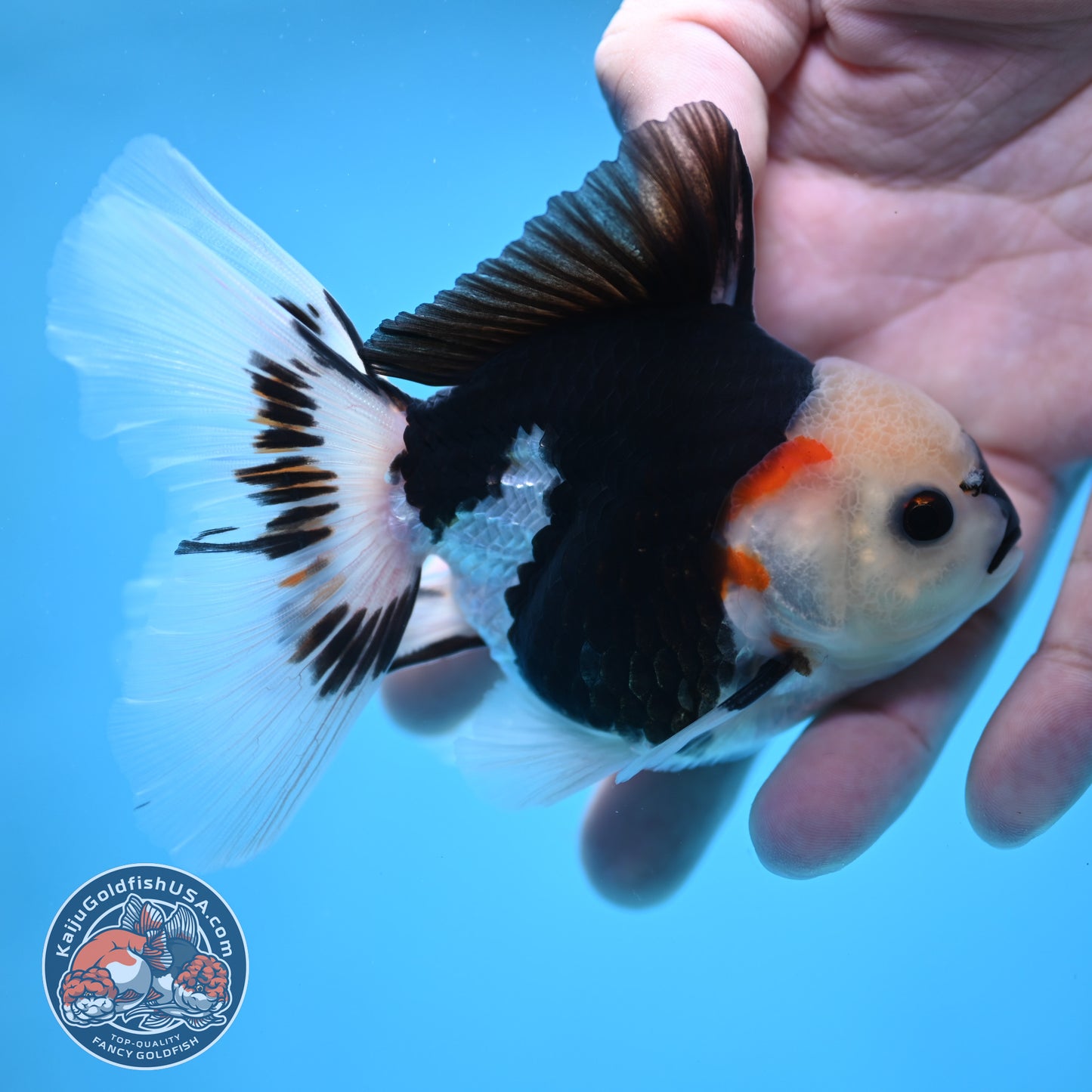 Tricolor Oranda 3 inch Body (250613_OR20)