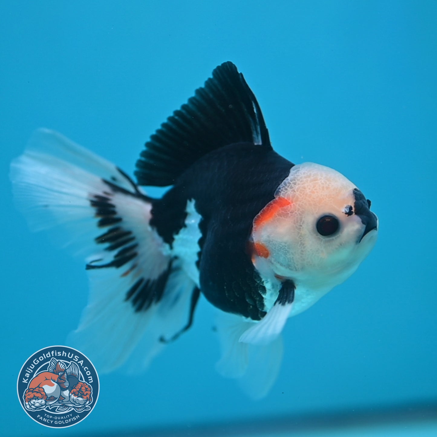 Tricolor Oranda 3 inch Body (250613_OR20)