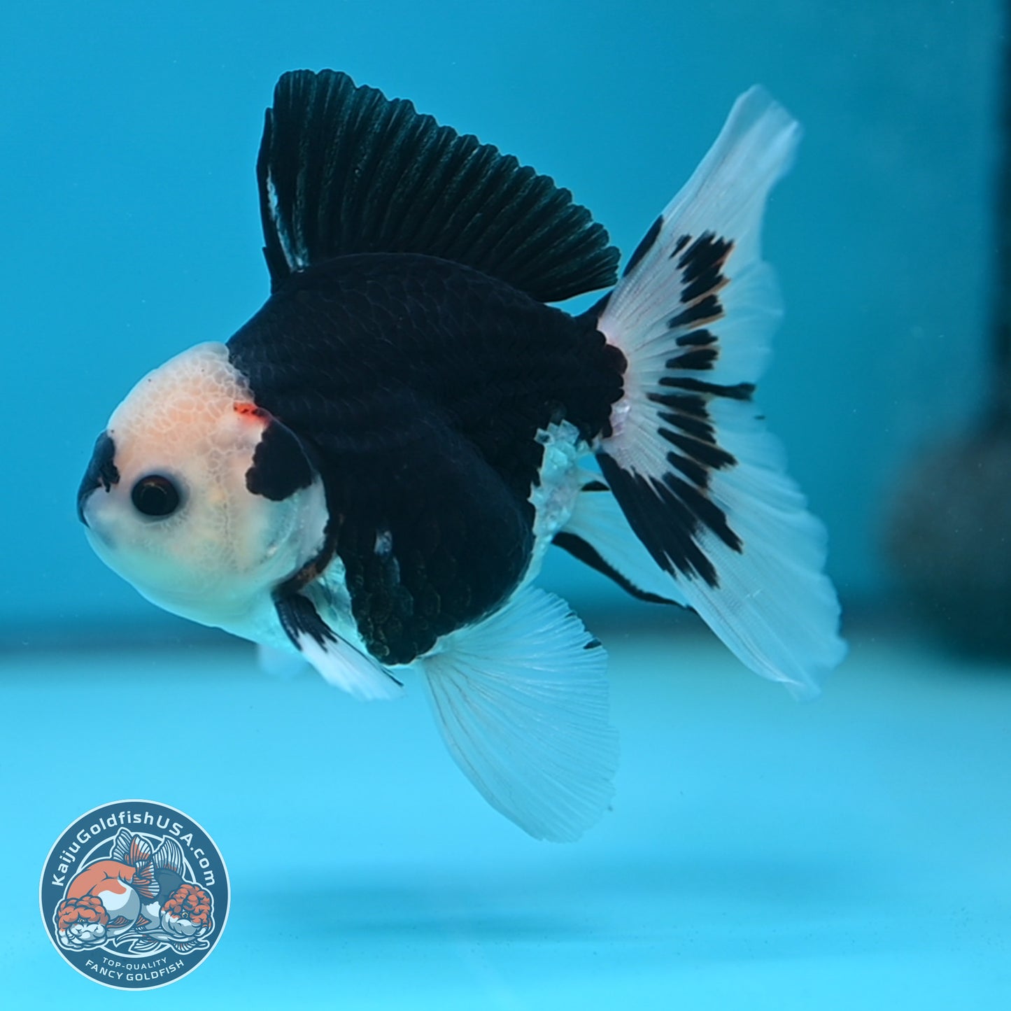 Tricolor Oranda 3 inch Body (250613_OR20)