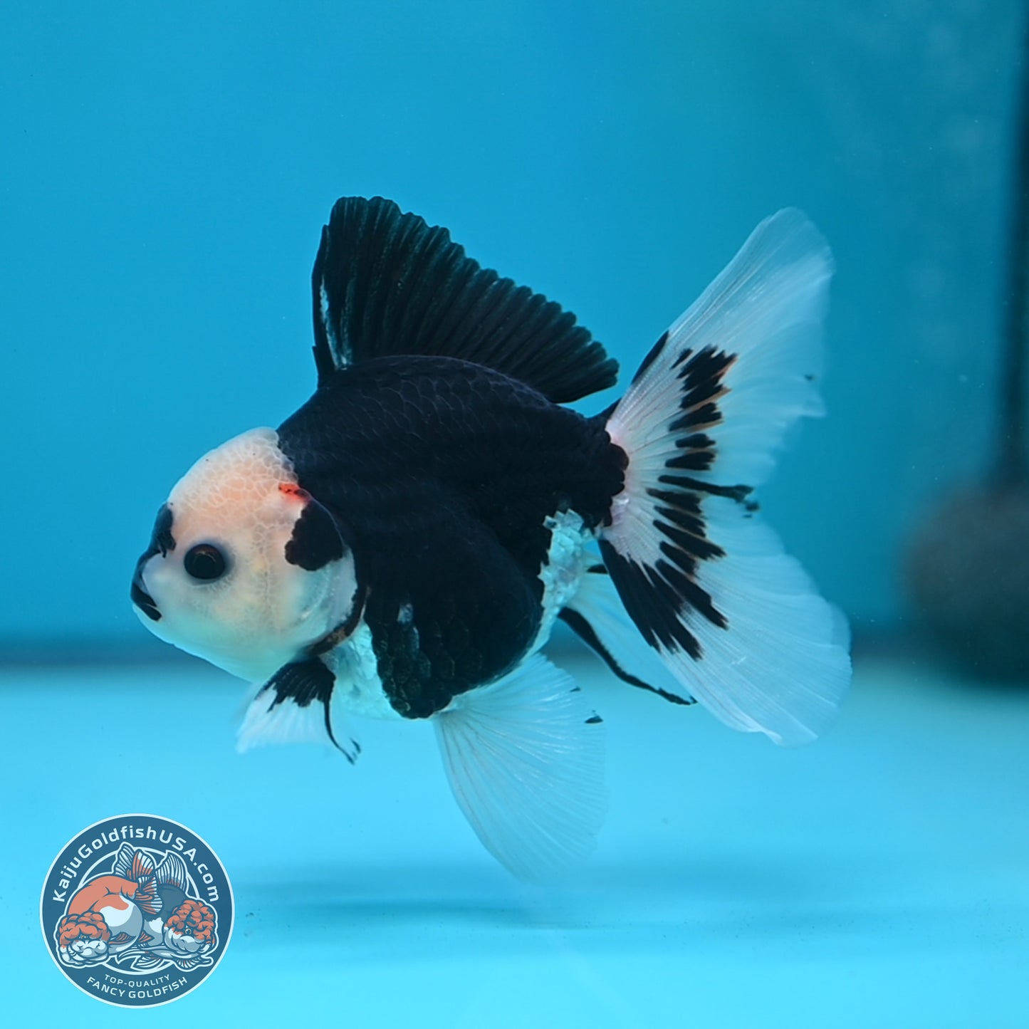 Tricolor Oranda 3 inch Body (250613_OR20)