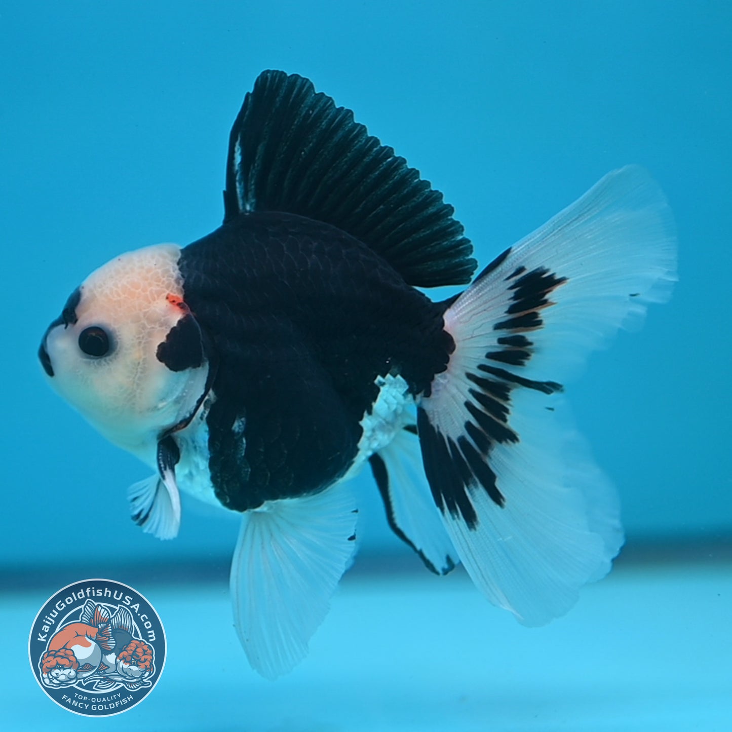 Tricolor Oranda 3 inch Body (250613_OR20)