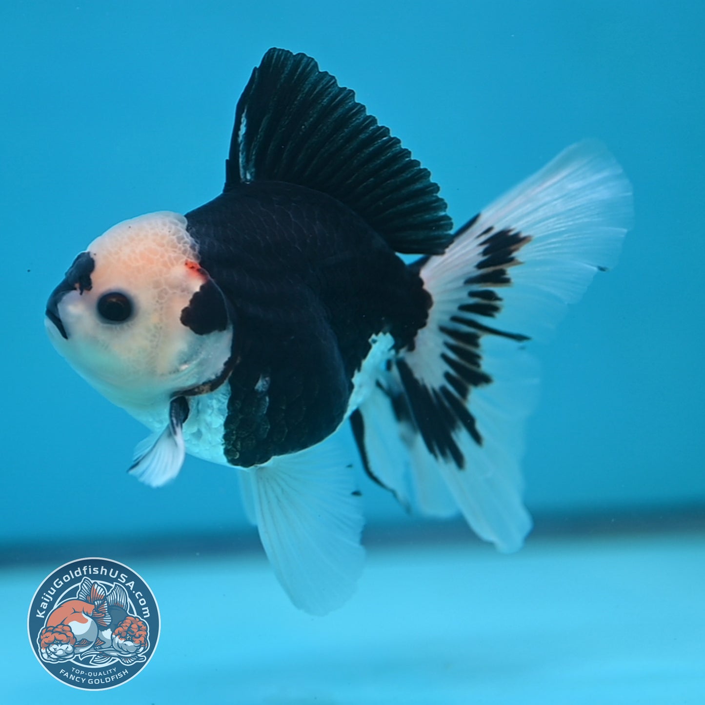 Tricolor Oranda 3 inch Body (250613_OR20)