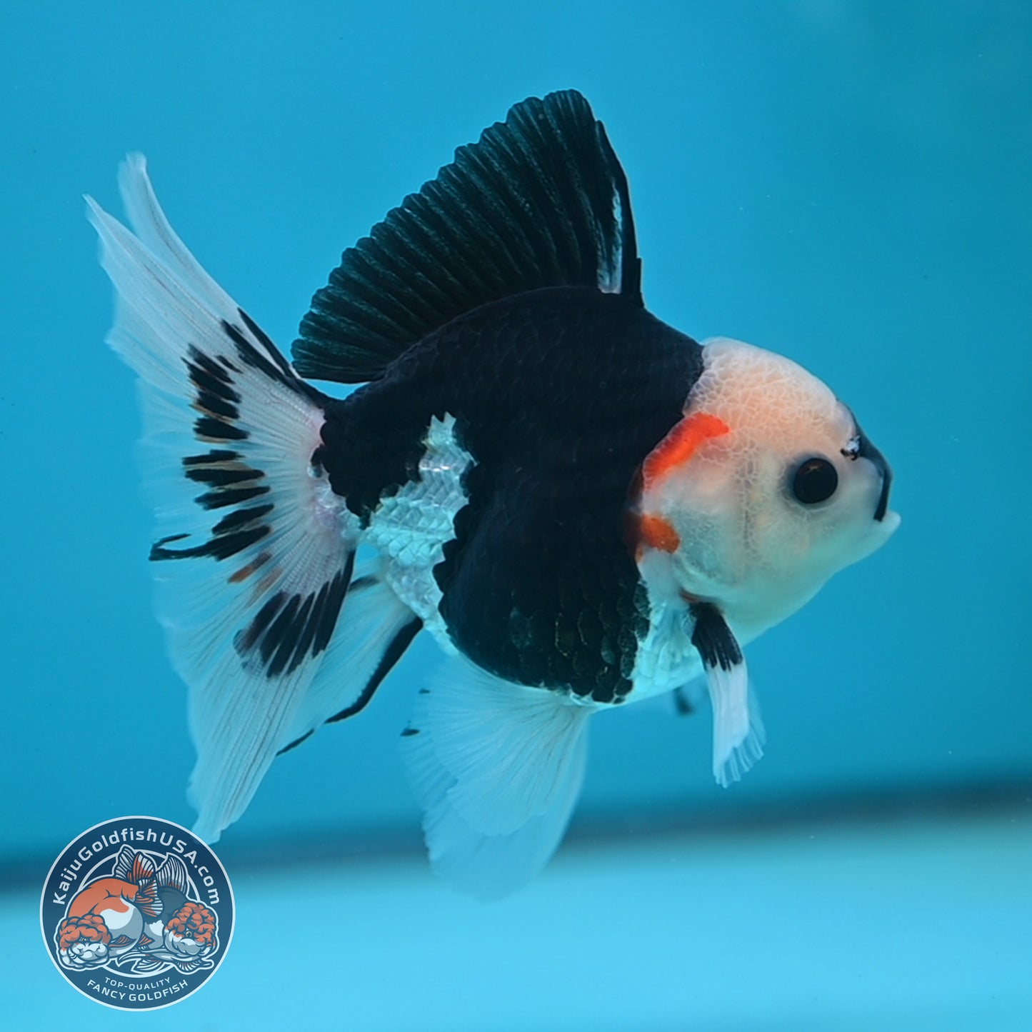 Tricolor Oranda 3 inch Body (250613_OR20)
