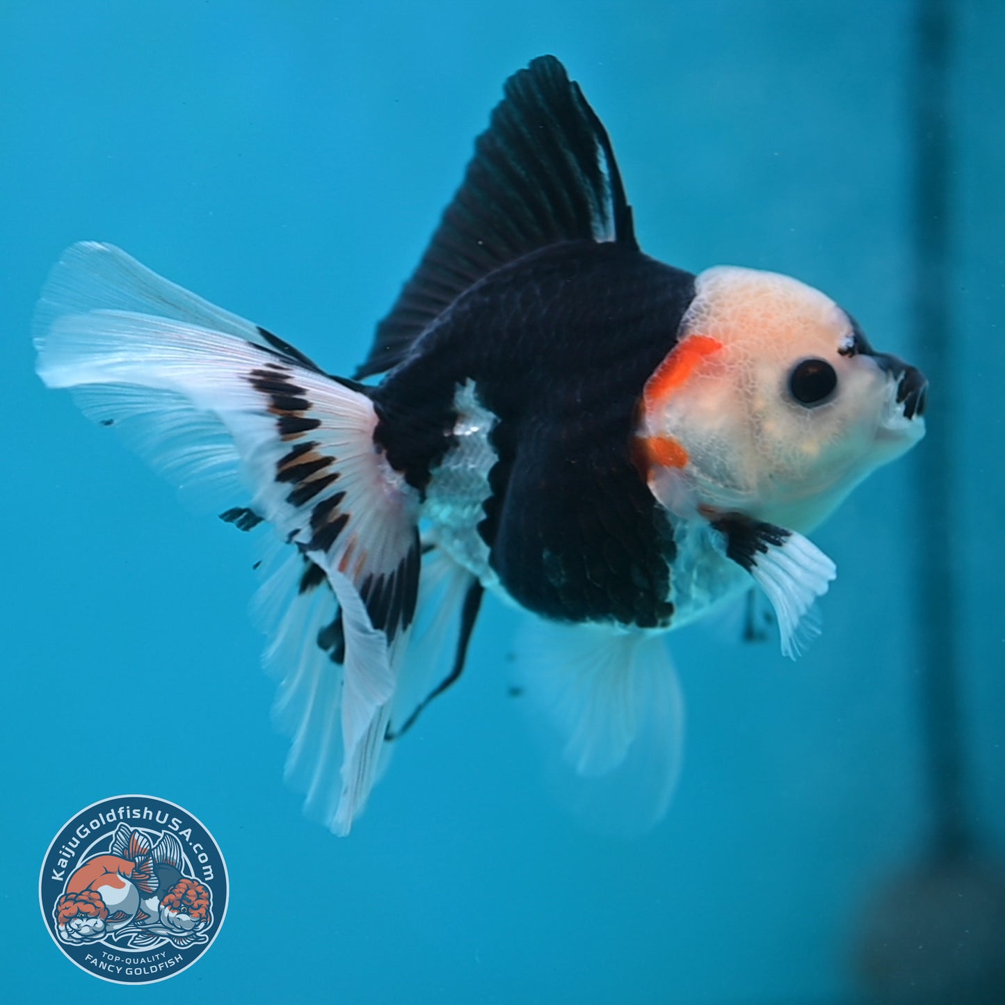 Tricolor Oranda 3 inch Body (250613_OR20)