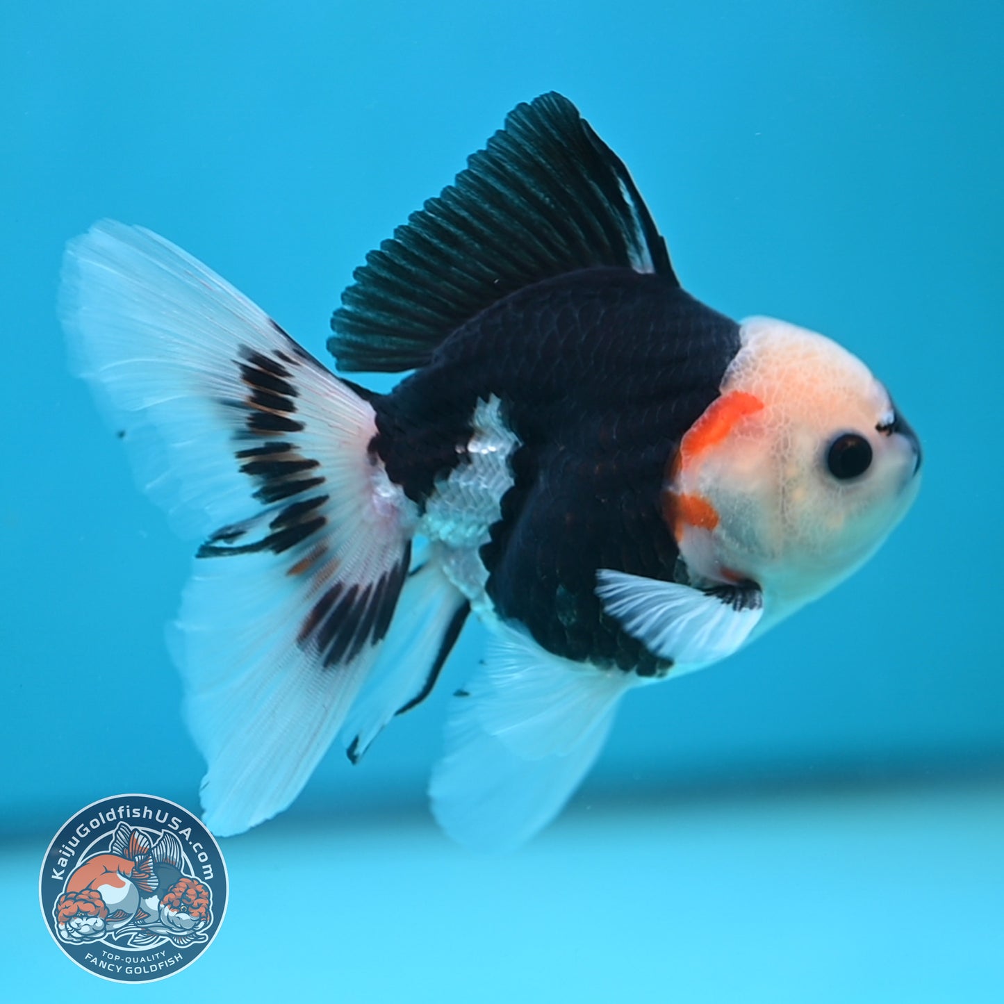Tricolor Oranda 3 inch Body (250613_OR20)