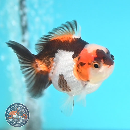 Jade Seal Tricolor Oranda 3 inches Body (250509_OR20)