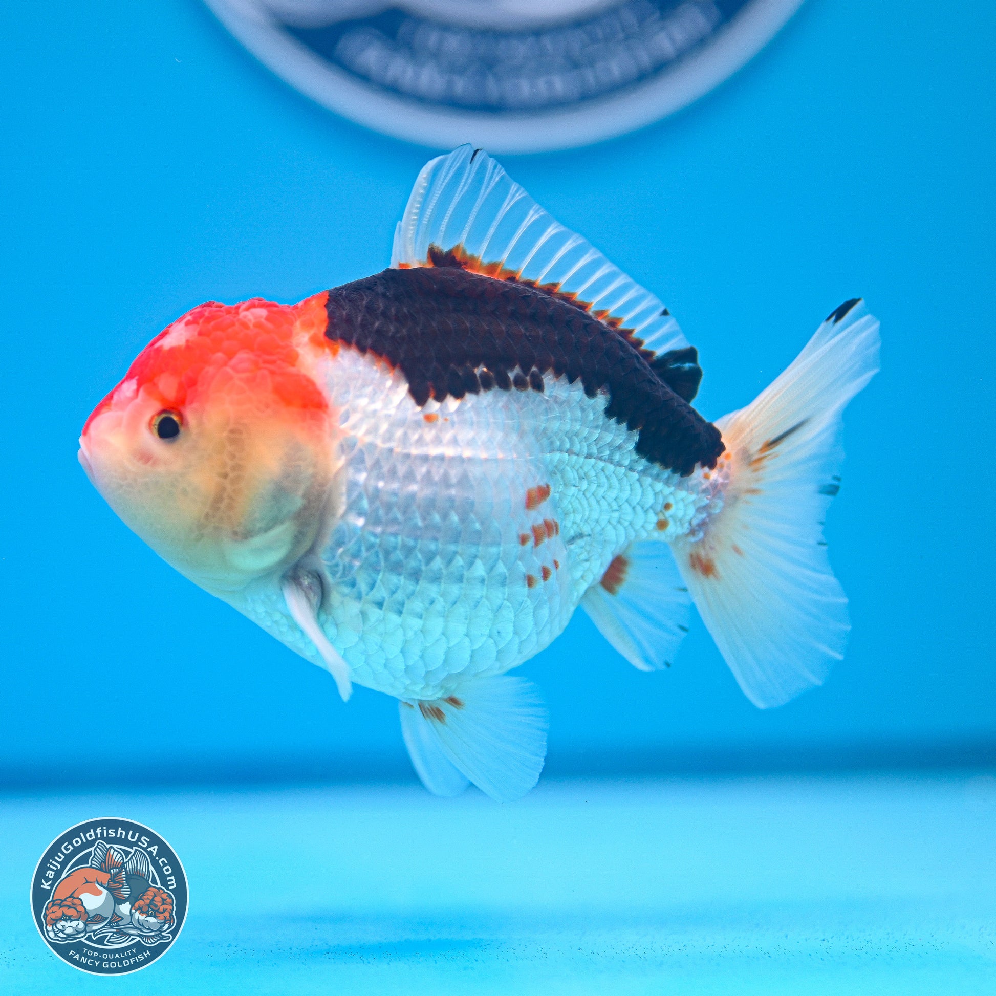 Tricolor Oranda 3.5-4.5 inches (240913_OR21) - Kaiju Goldfish USA