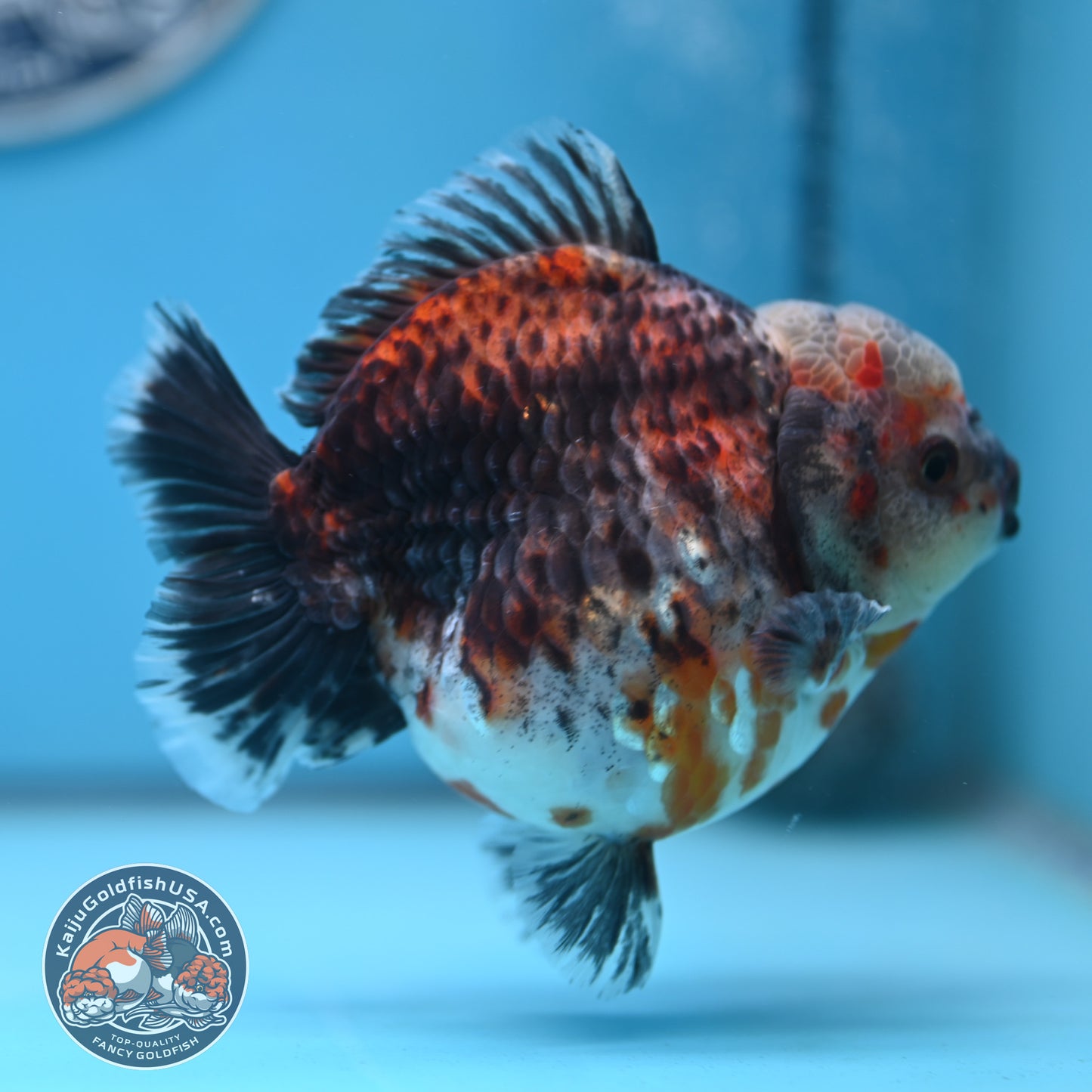 Shogun Kirin Oranda 4.5 inches Body (250530_OR21)