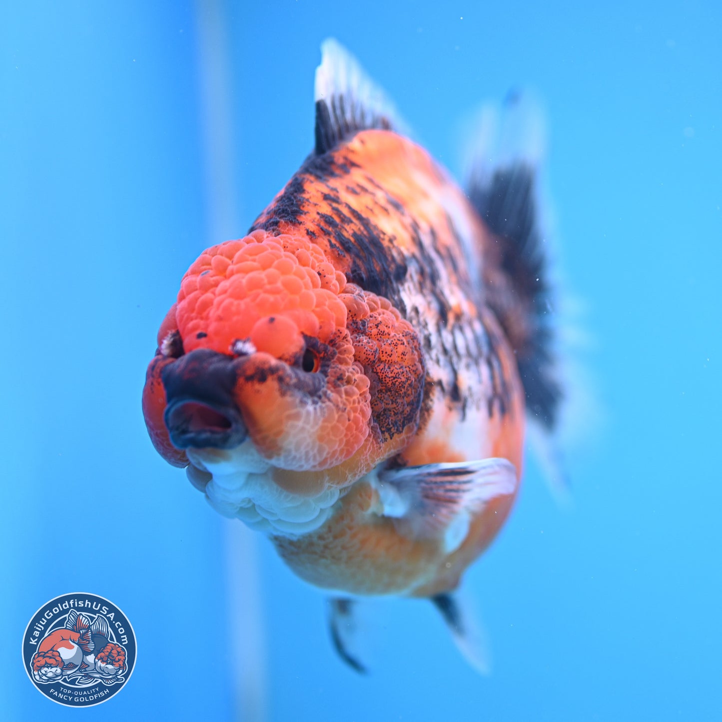 Jumbo Shogun Godzilla Oranda 6 inches - Female (241115_OR21) - Kaiju Goldfish USA