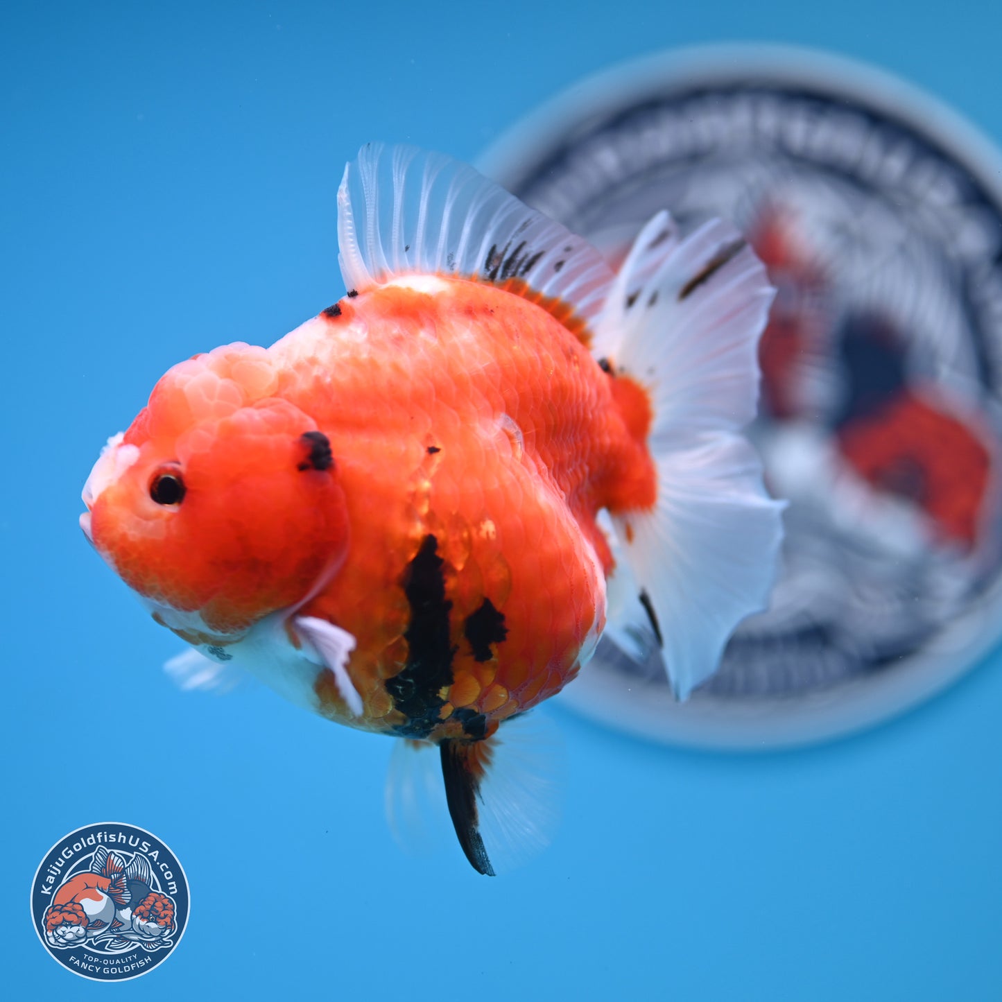 Shogun Tricolor Sakura Oranda 3.5 inches Body - Female (250131_OR21)