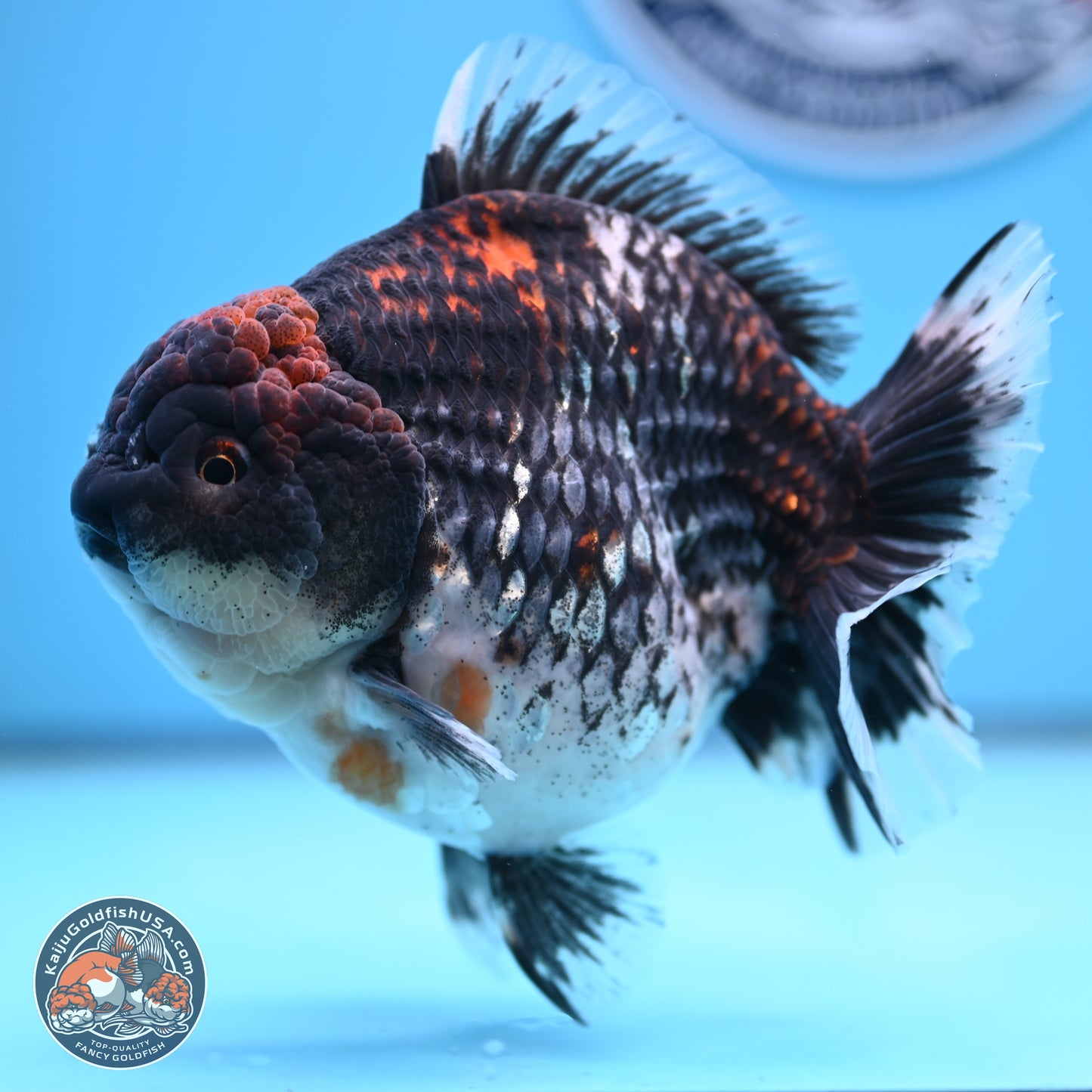 Jumbo Shogun Godzilla Oranda 6 inches - Female (241122_OR21)