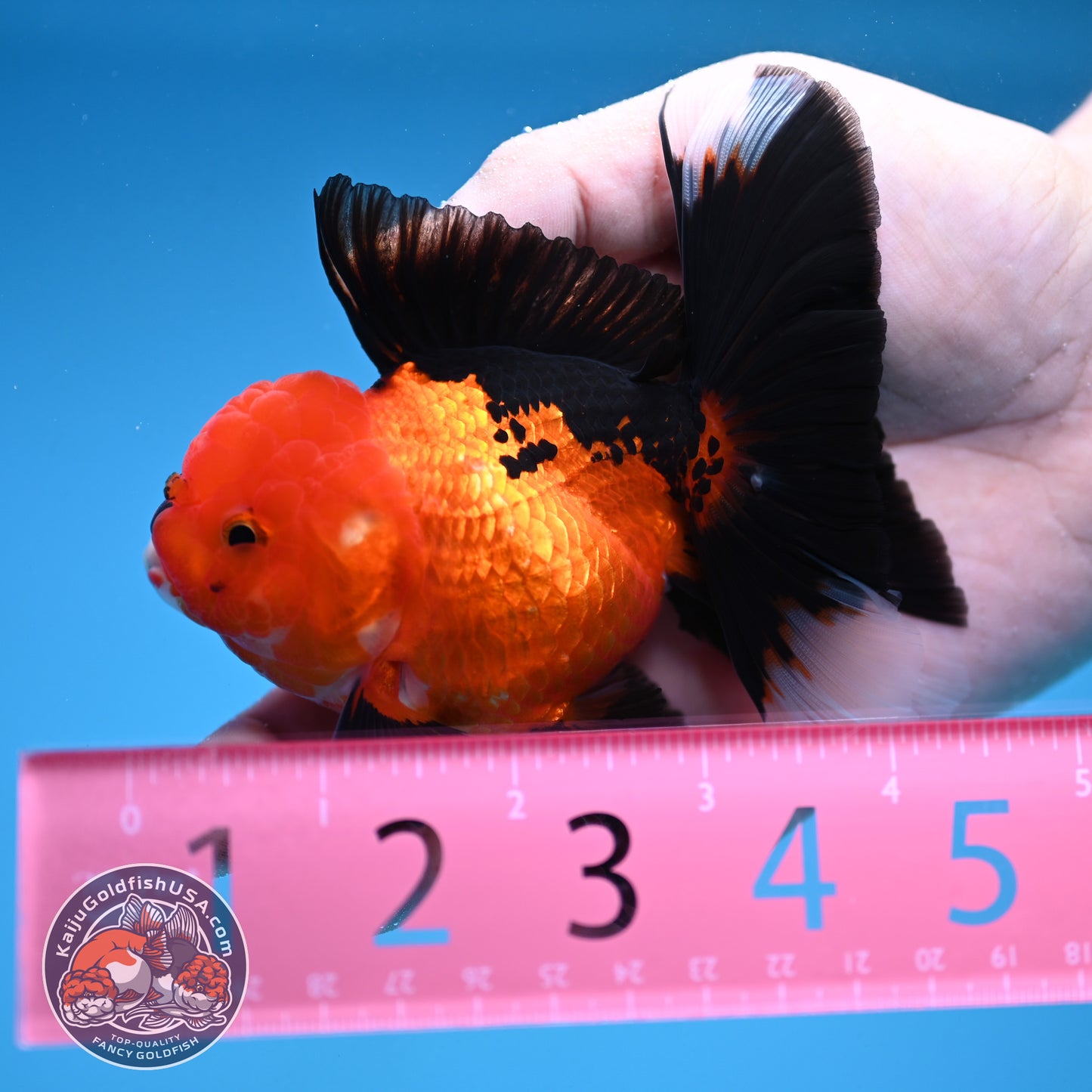 Apache Oranda 3 inch Body (250912_OR21)