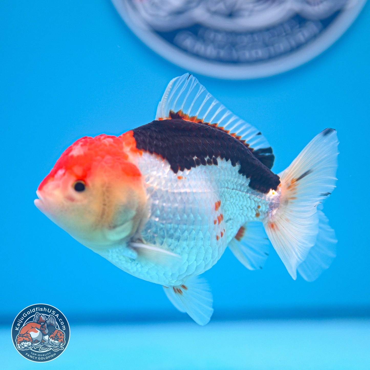 Tricolor Oranda 3.5-4.5 inches (240913_OR21) - Kaiju Goldfish USA