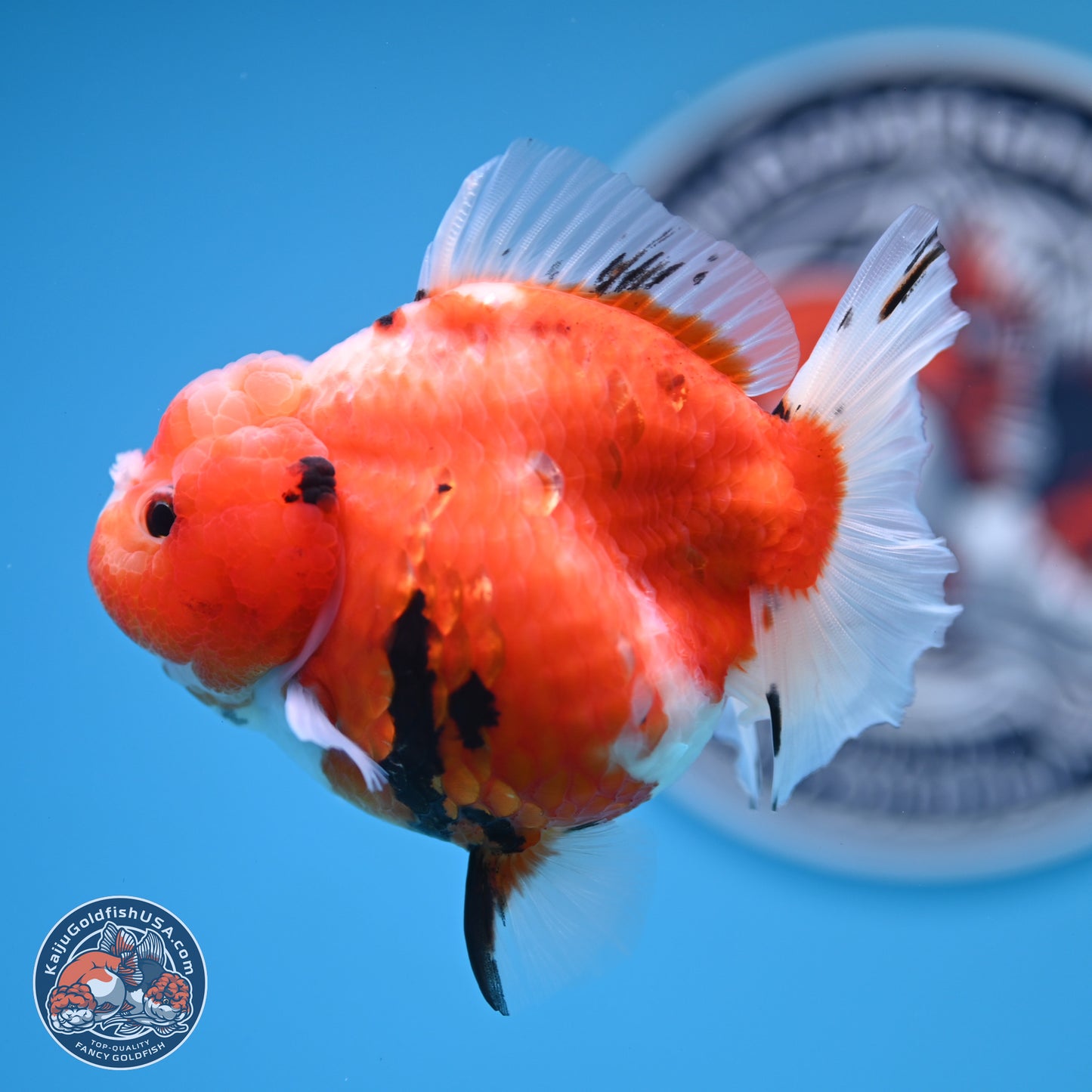 Shogun Tricolor Sakura Oranda 3.5 inches Body - Female (250131_OR21)