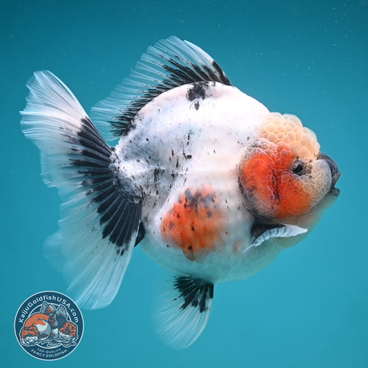 Jumbo Shogun Rose Tail Calico Oranda 5 inch Body (250822_OR21)