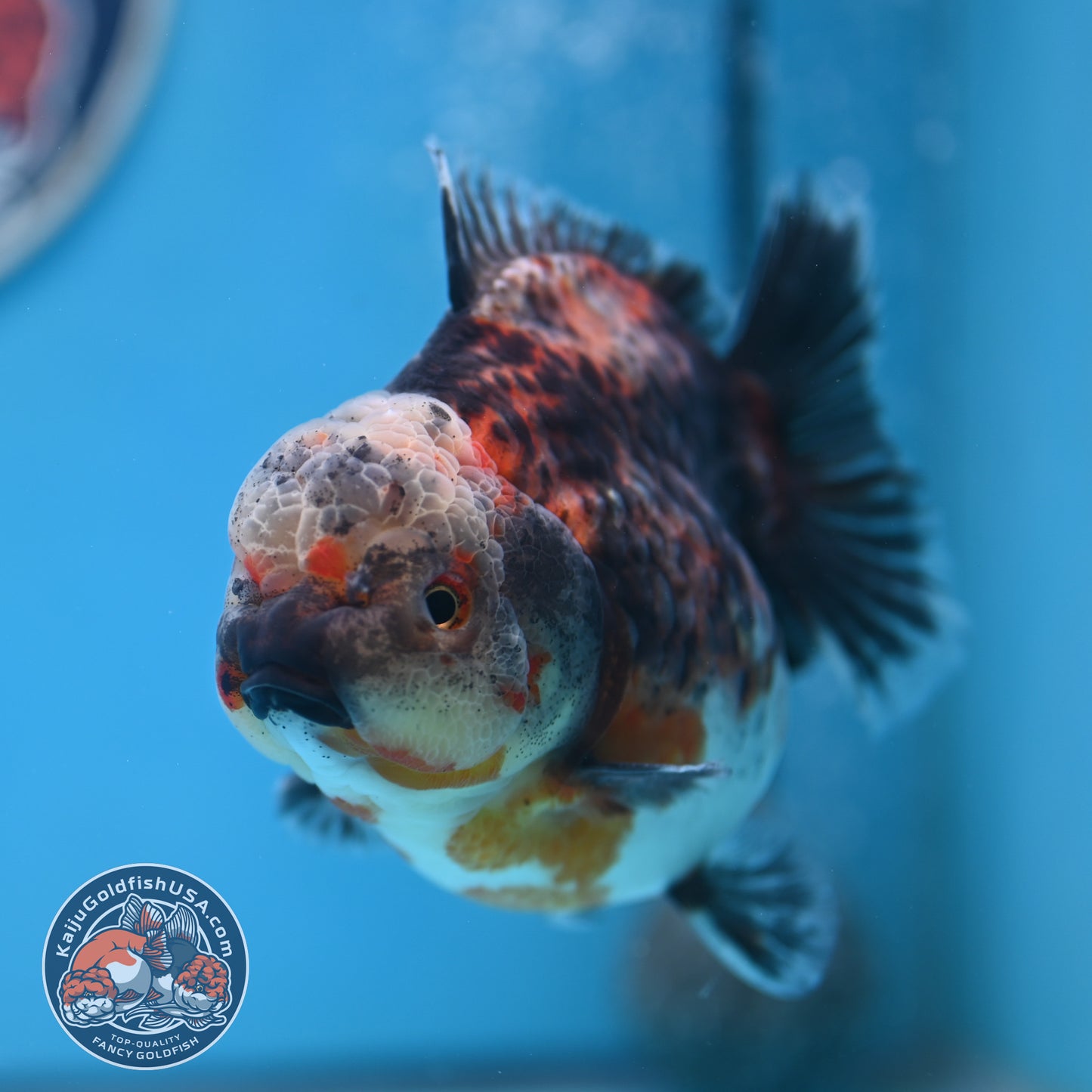 Shogun Kirin Oranda 4.5 inches Body (250530_OR21)