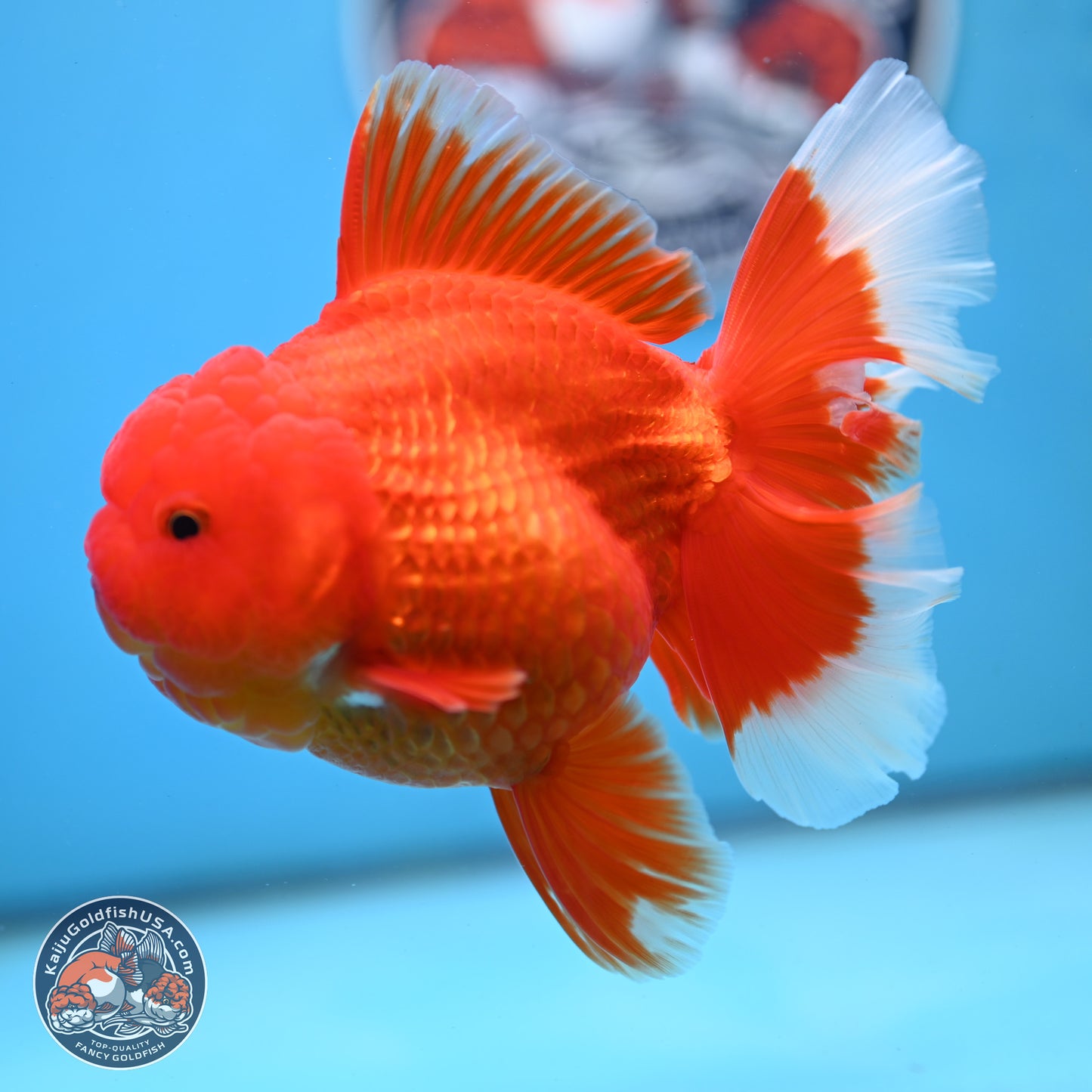 Red White Rose Tail Oranda 4 inches Body - Female (250214_OR21) - read notes