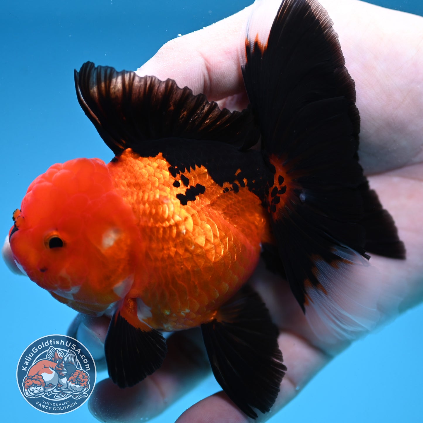 Apache Oranda 3 inch Body (250912_OR21)
