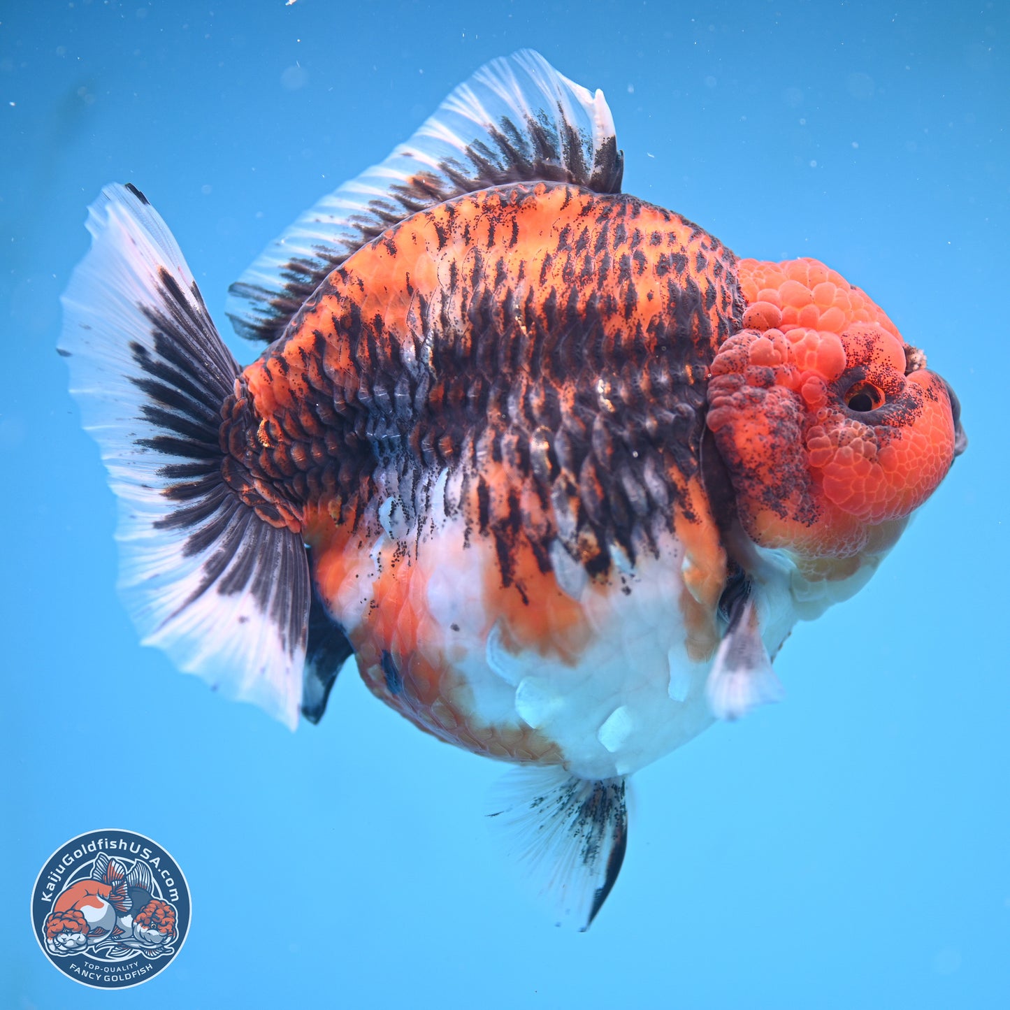 Jumbo Shogun Godzilla Oranda 6 inches - Female (241115_OR21) - Kaiju Goldfish USA