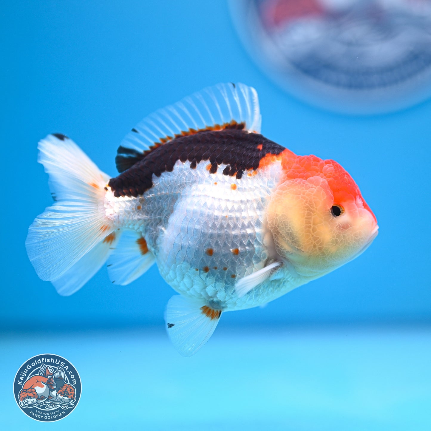 Tricolor Oranda 3.5-4.5 inches (240913_OR21) - Kaiju Goldfish USA