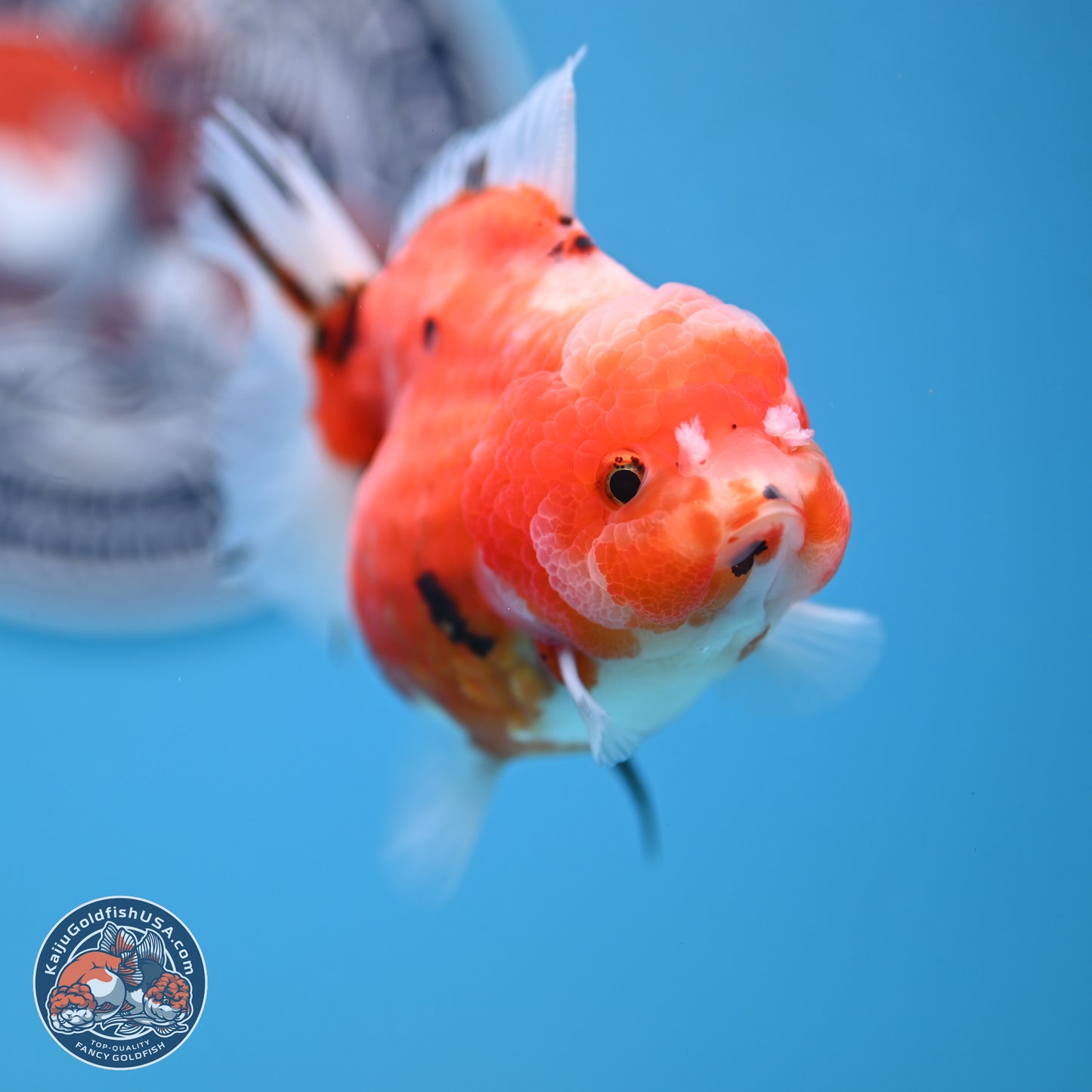 Shogun Tricolor Sakura Oranda 3.5 inches Body - Female (250131_OR21)