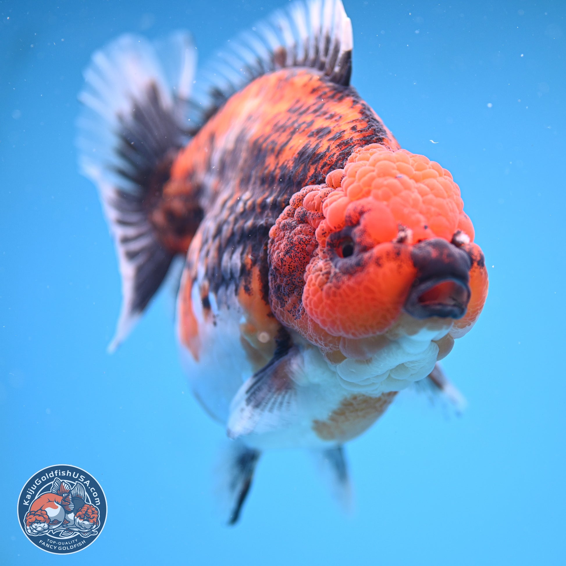 Jumbo Shogun Godzilla Oranda 6 inches - Female (241115_OR21) - Kaiju Goldfish USA