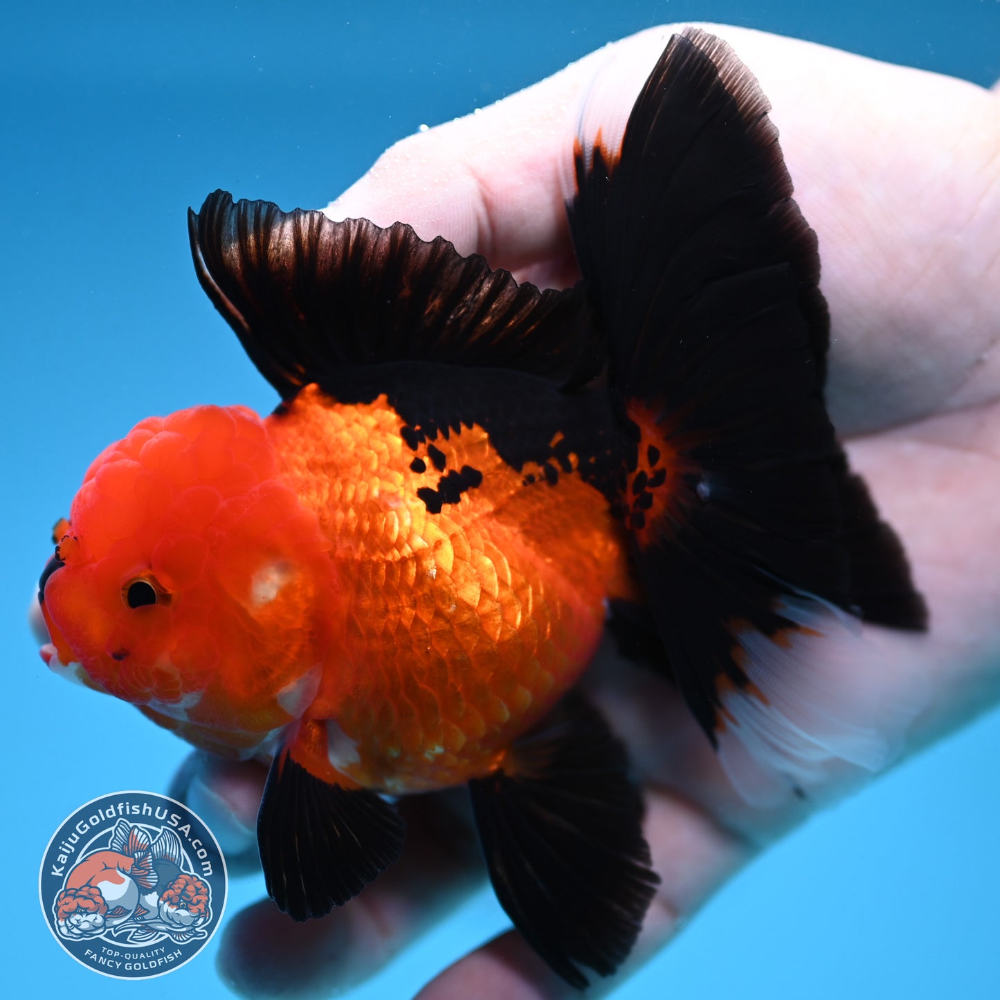 Apache Oranda 3 inch Body (250912_OR21)