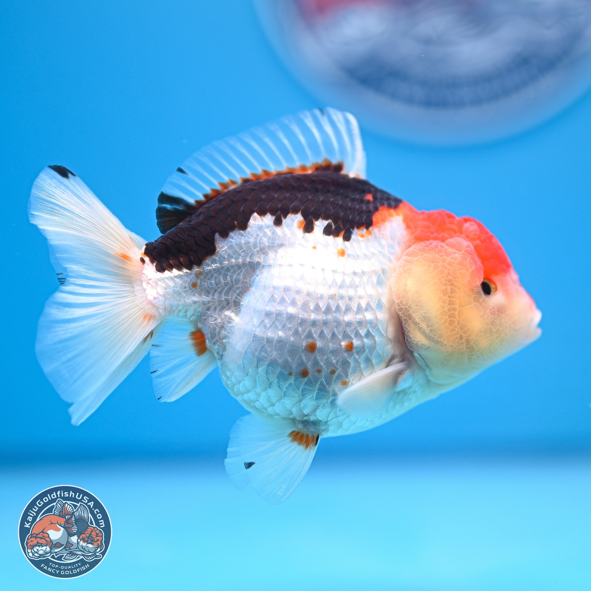 Tricolor Oranda 3.5-4.5 inches (240913_OR21) - Kaiju Goldfish USA