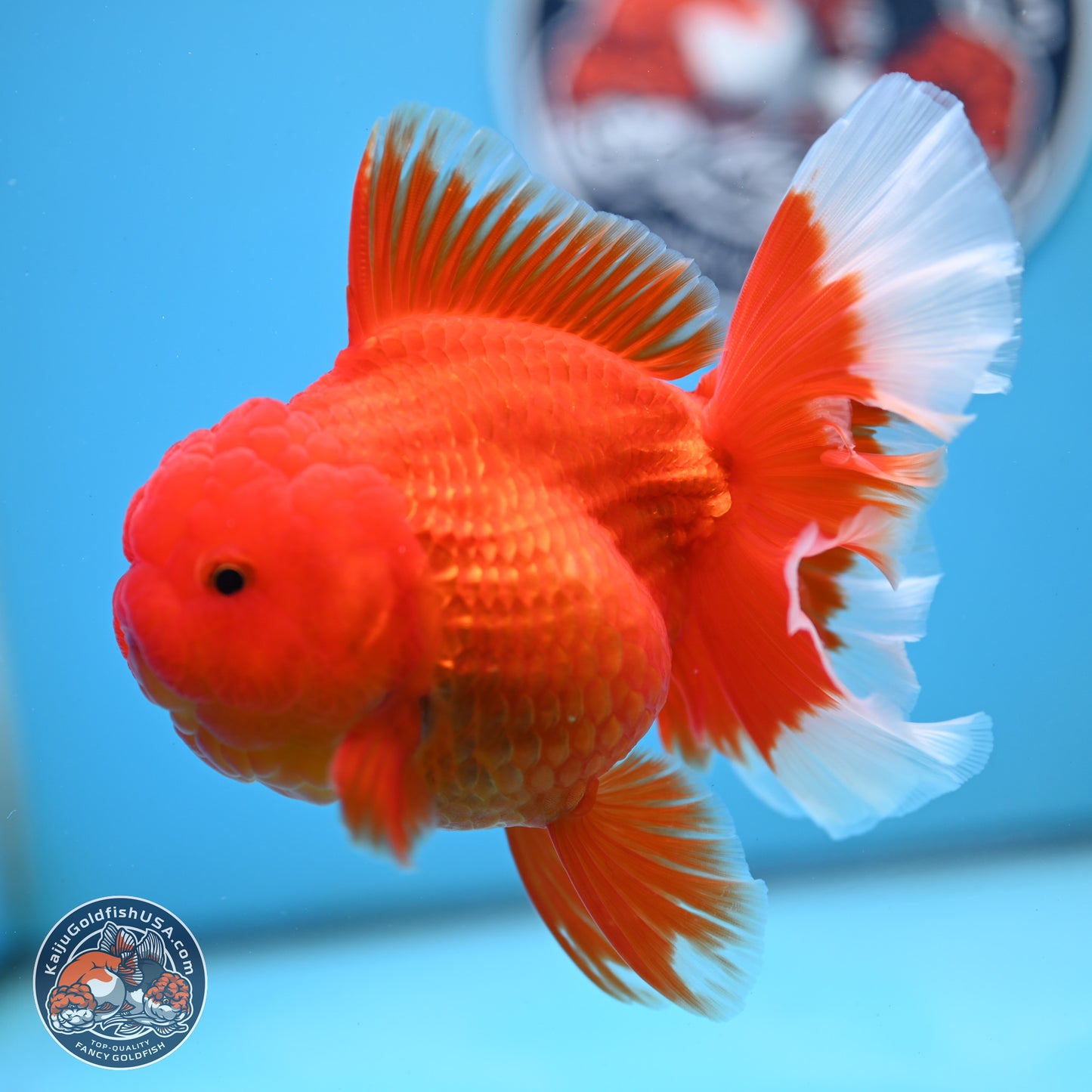 Red White Rose Tail Oranda 4 inches Body - Female (250214_OR21) - read notes