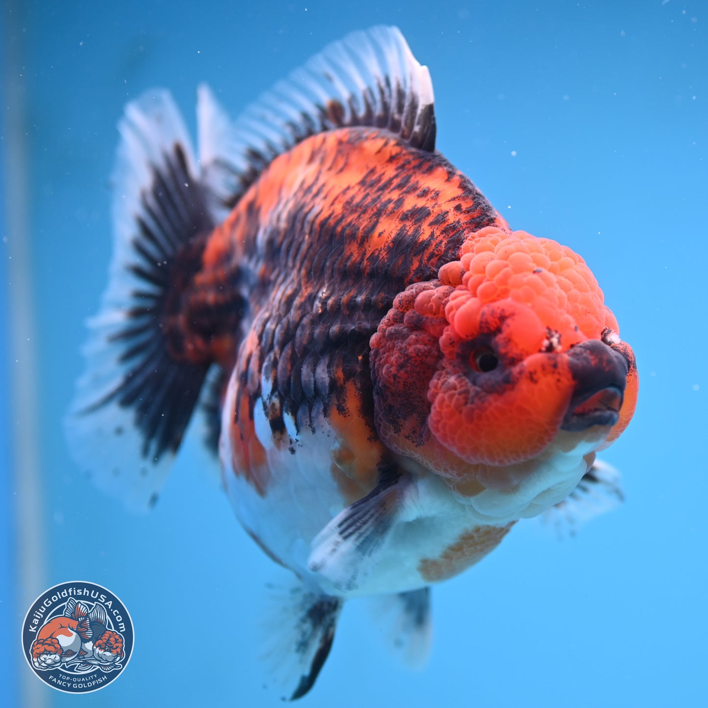 Jumbo Shogun Godzilla Oranda 6 inches - Female (241115_OR21) - Kaiju Goldfish USA