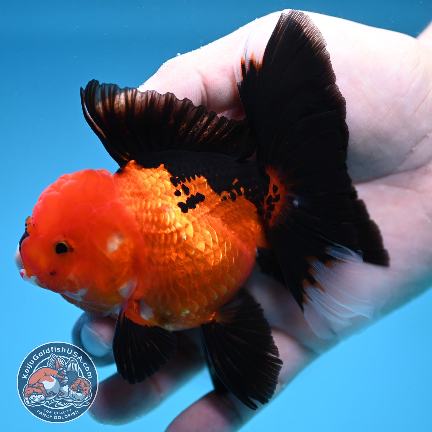 Apache Oranda 3 inch Body (250912_OR21)