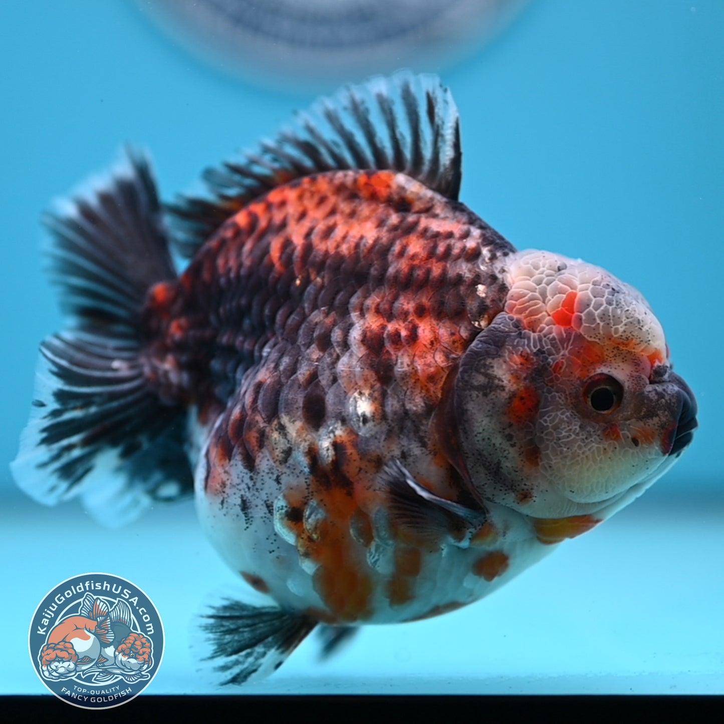 Shogun Kirin Oranda 4.5 inches Body (250530_OR21)