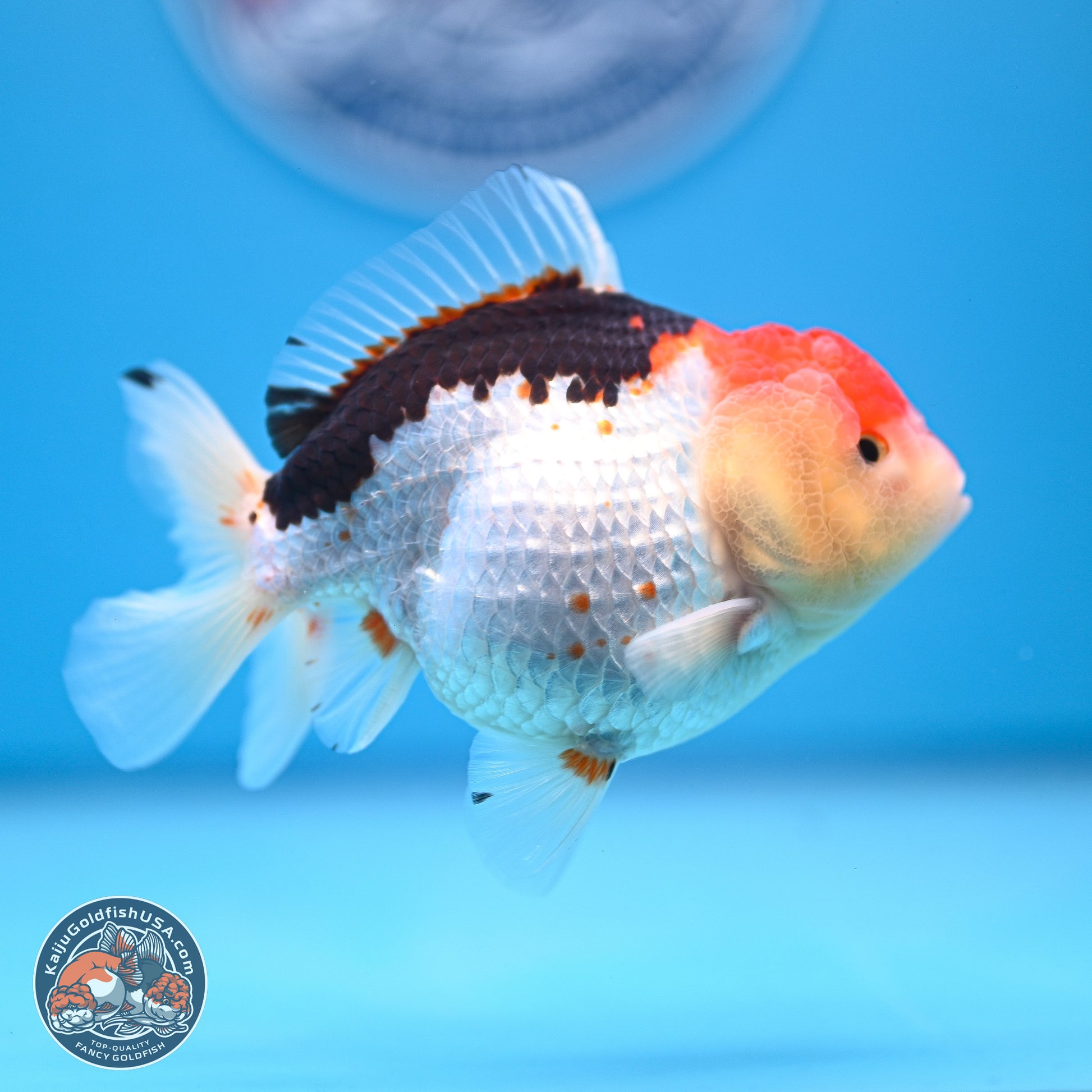 Tricolor Oranda 3.5-4.5 inches (240913_OR21) - Kaiju Goldfish USA